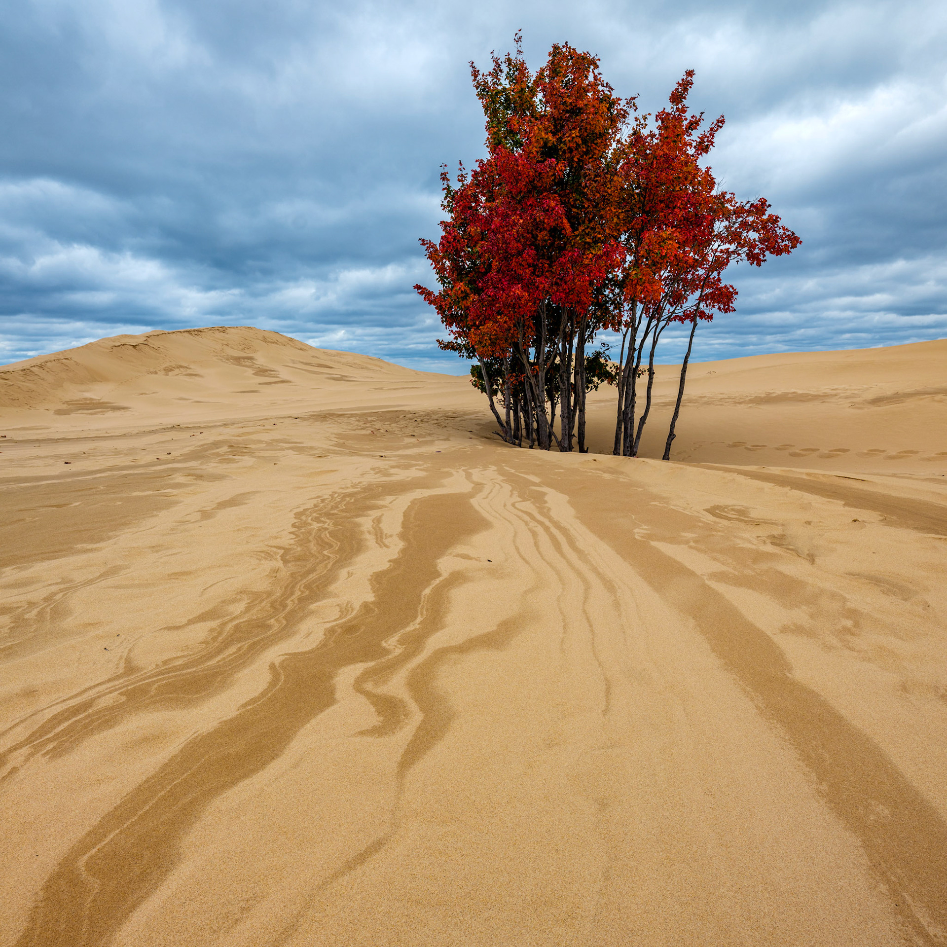 Silver Lake Sand Dunes #2