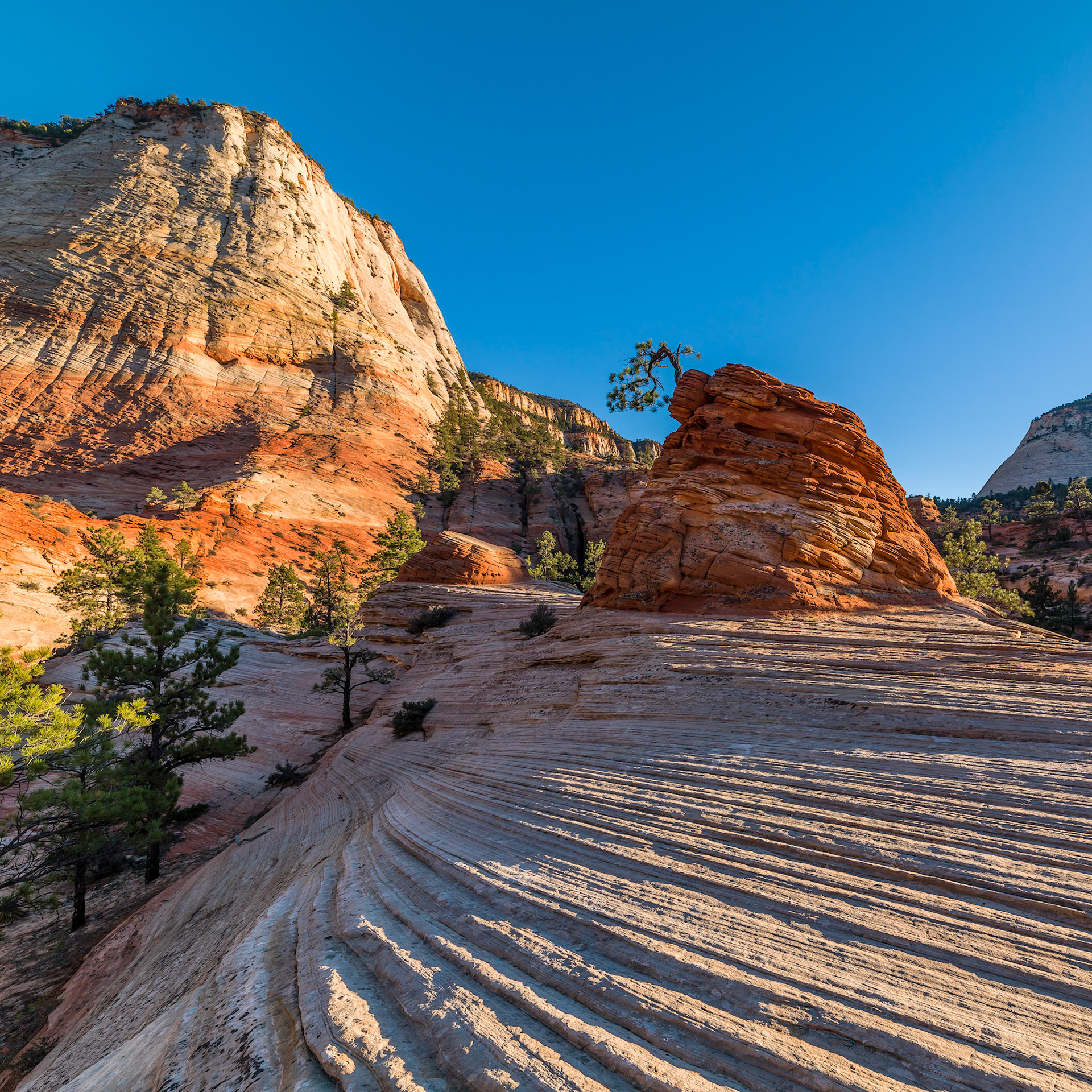 Up high in the Zion Plauteu / Checkerboard Mountains you can find this lonely Juniper tree.