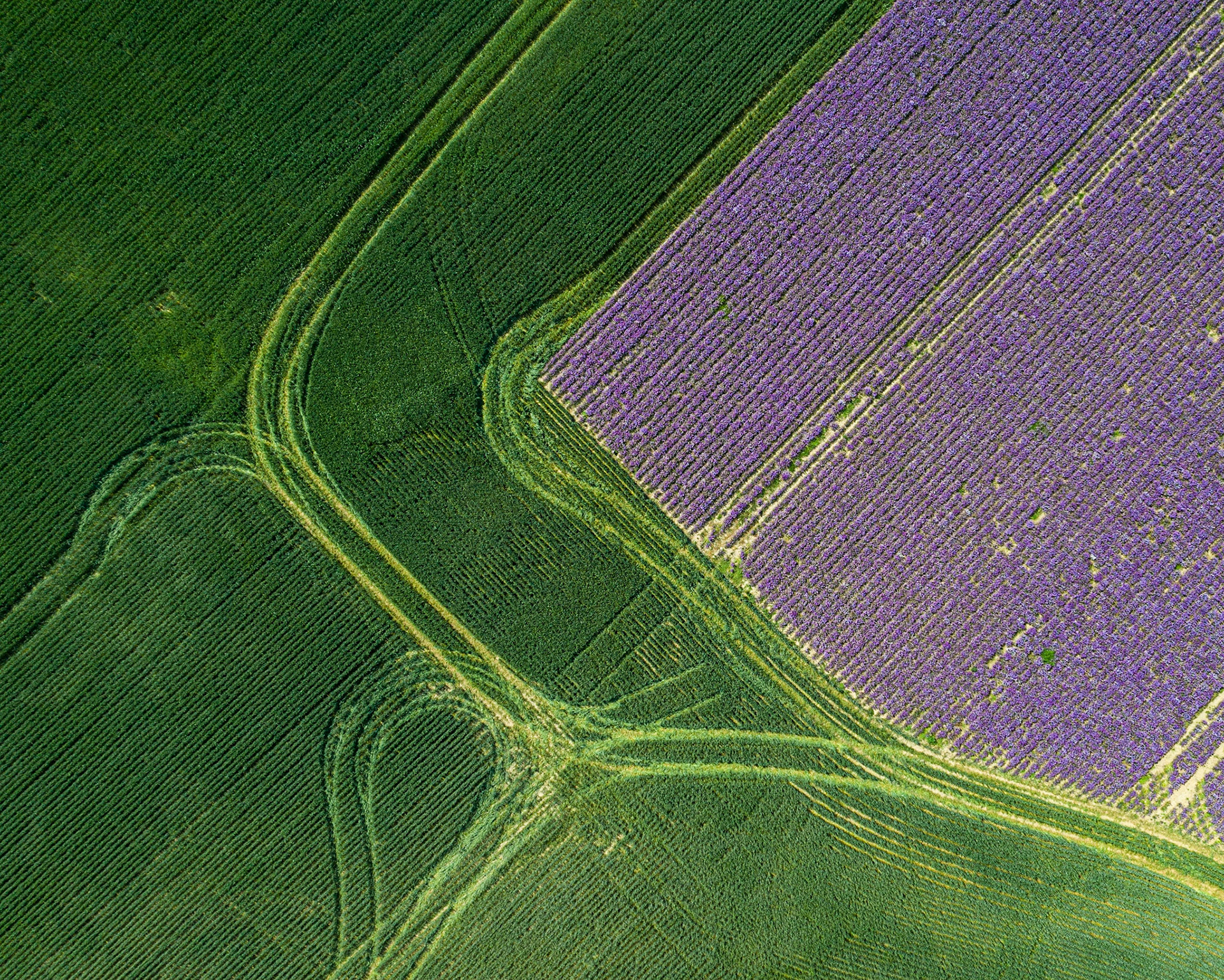 Møn - Chives Field #3
