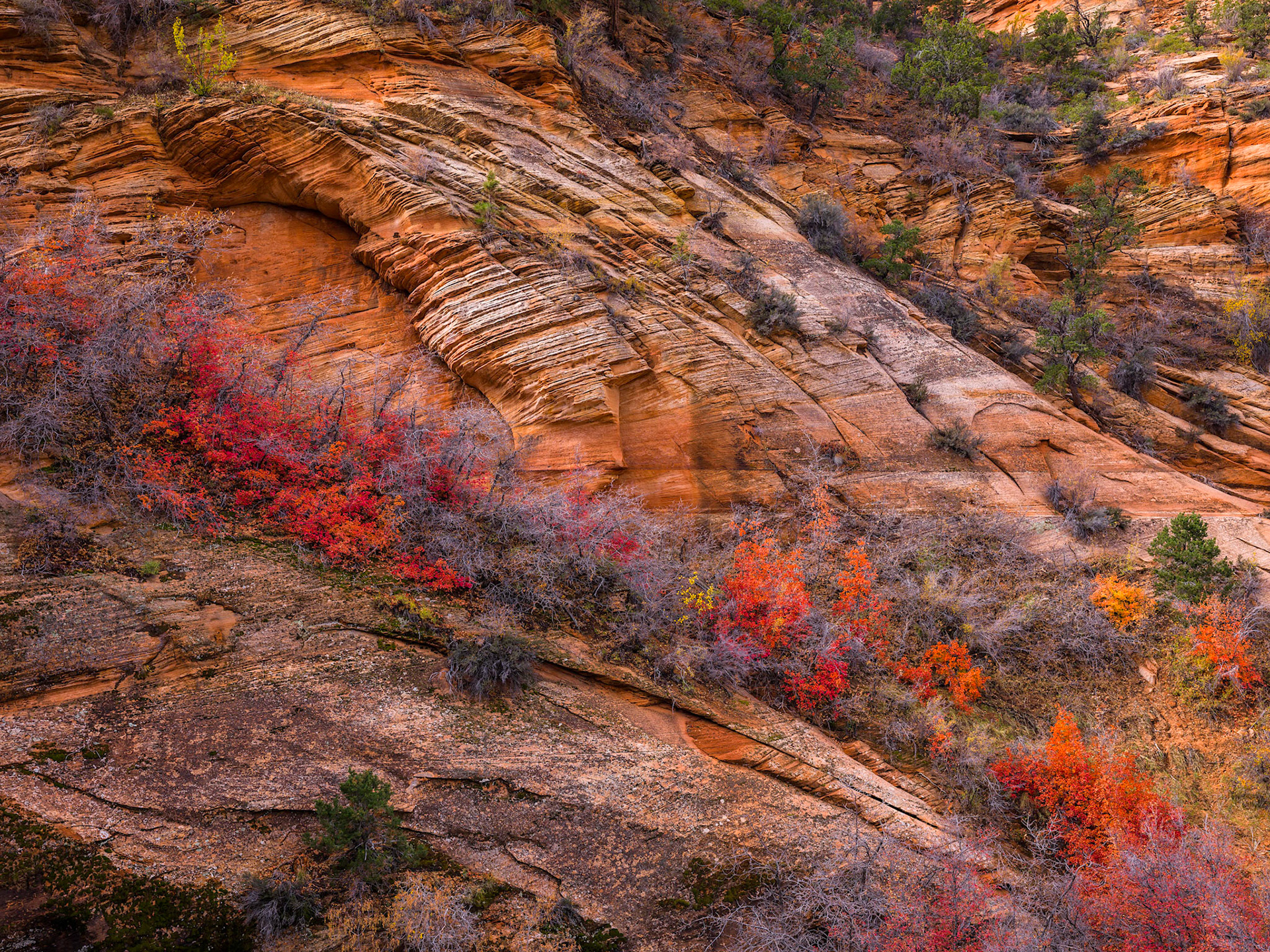 Beautiful colors up high at the Plateu in Zion NP