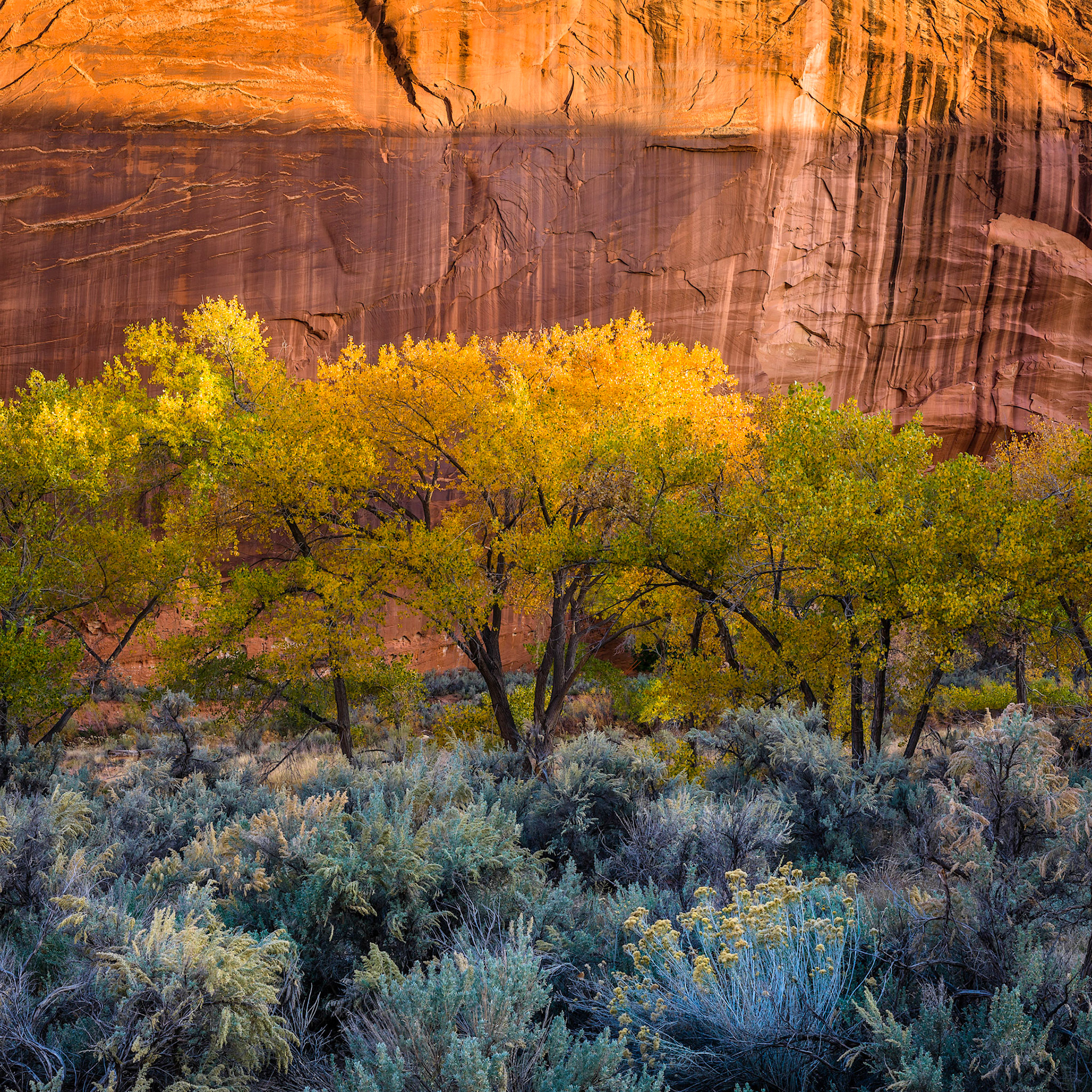 Along the road into Capitol Reef following the Freemont River there are some of the pretiest Cottonwood trees which have the beutiful yellow leaves and almost black trunk posed up against the deep red rock face.