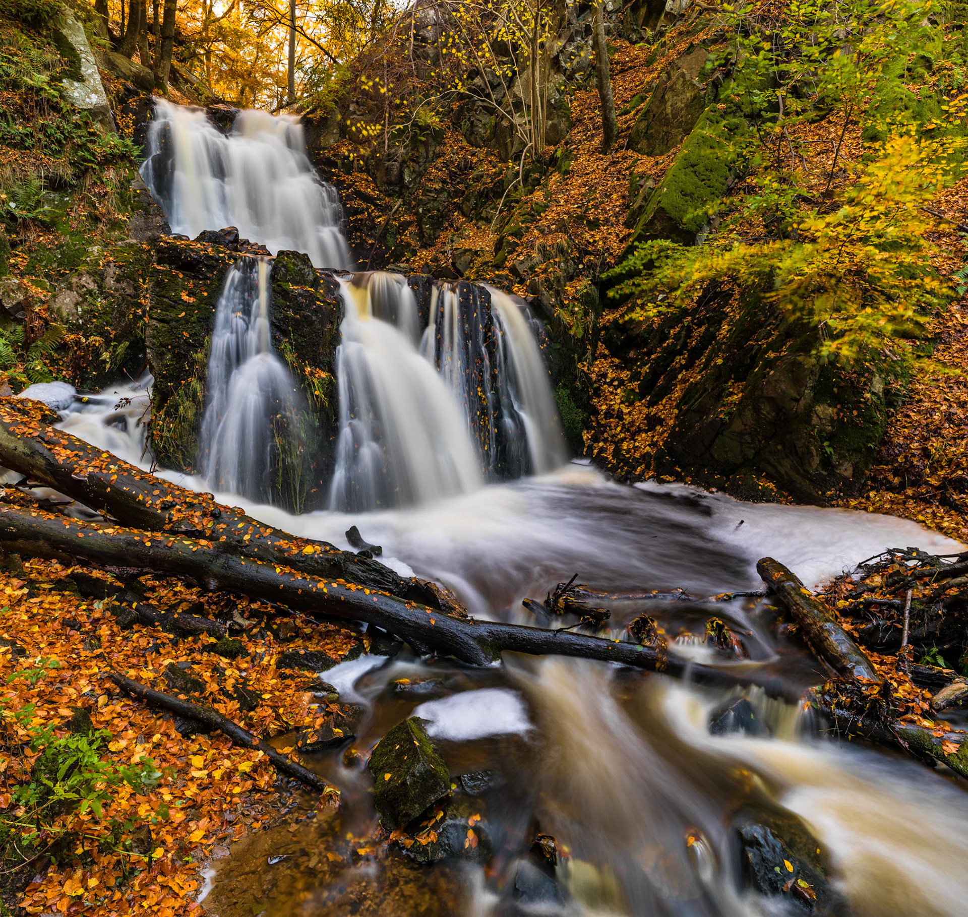 Forsakar in Autumn #2