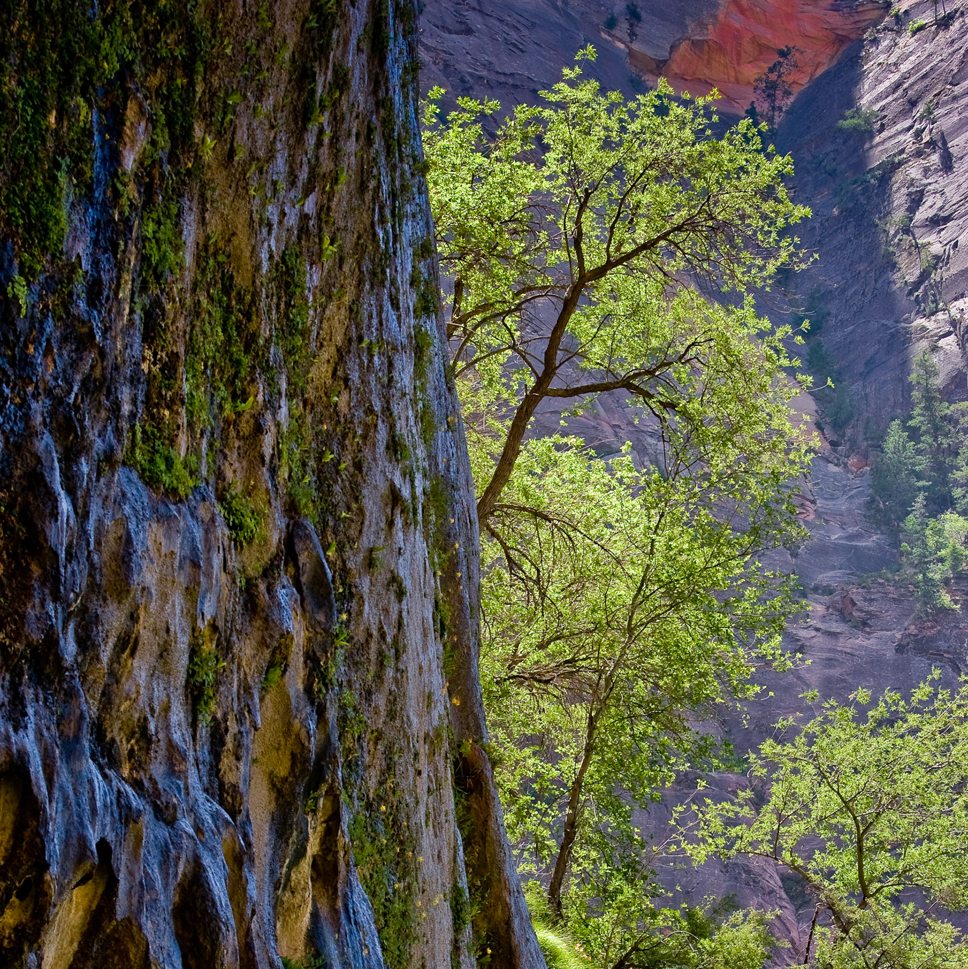 Tree and Weeping Rock, Zion NP