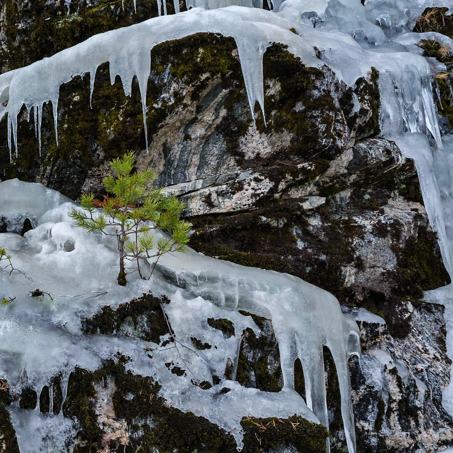 Bonsai World, Norway