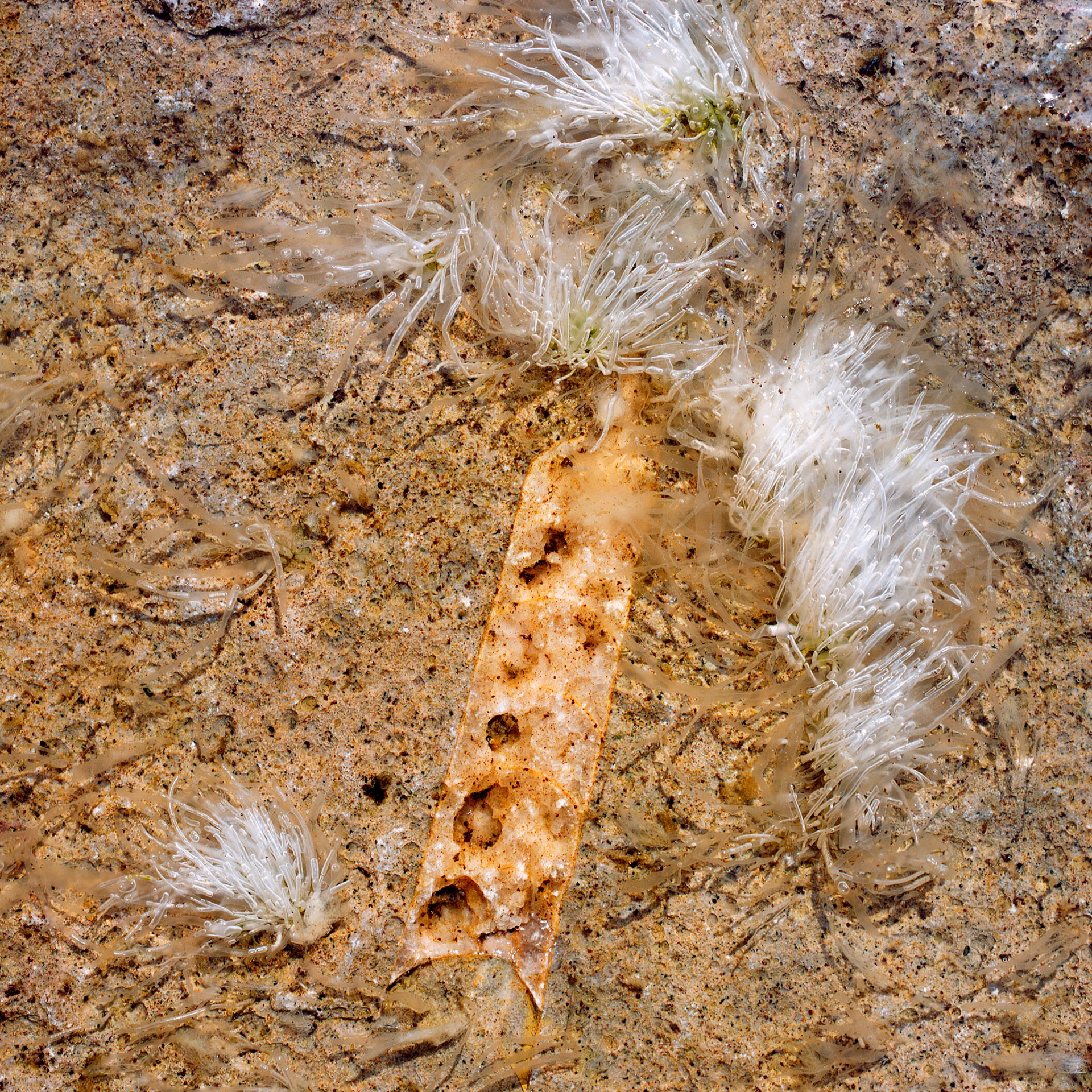 Looking down at neptunis Åkrar with a fossiled octapus arm submerged under water.