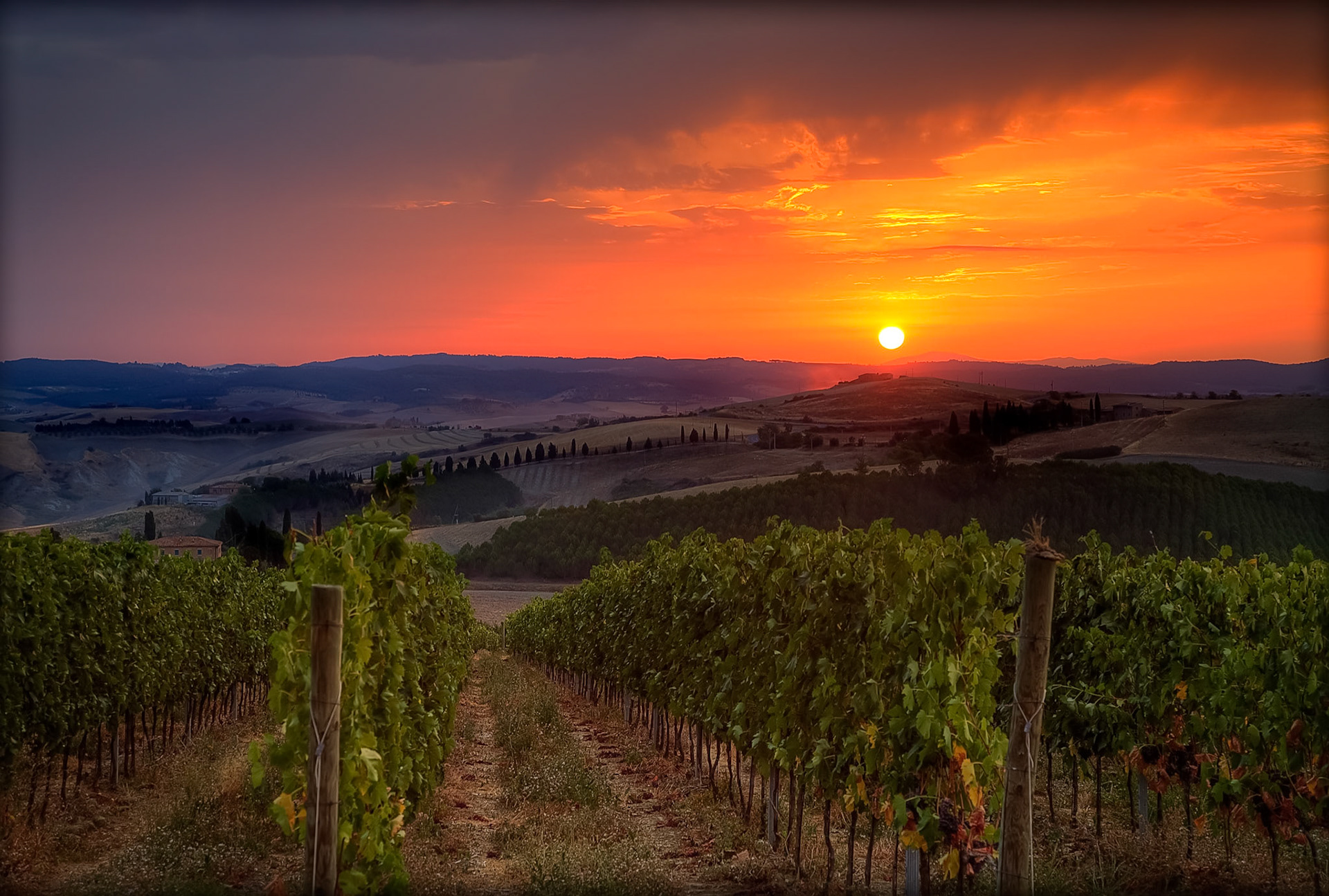 Early morning sunrise over the vinyard, Tuscany - Crete Senesi