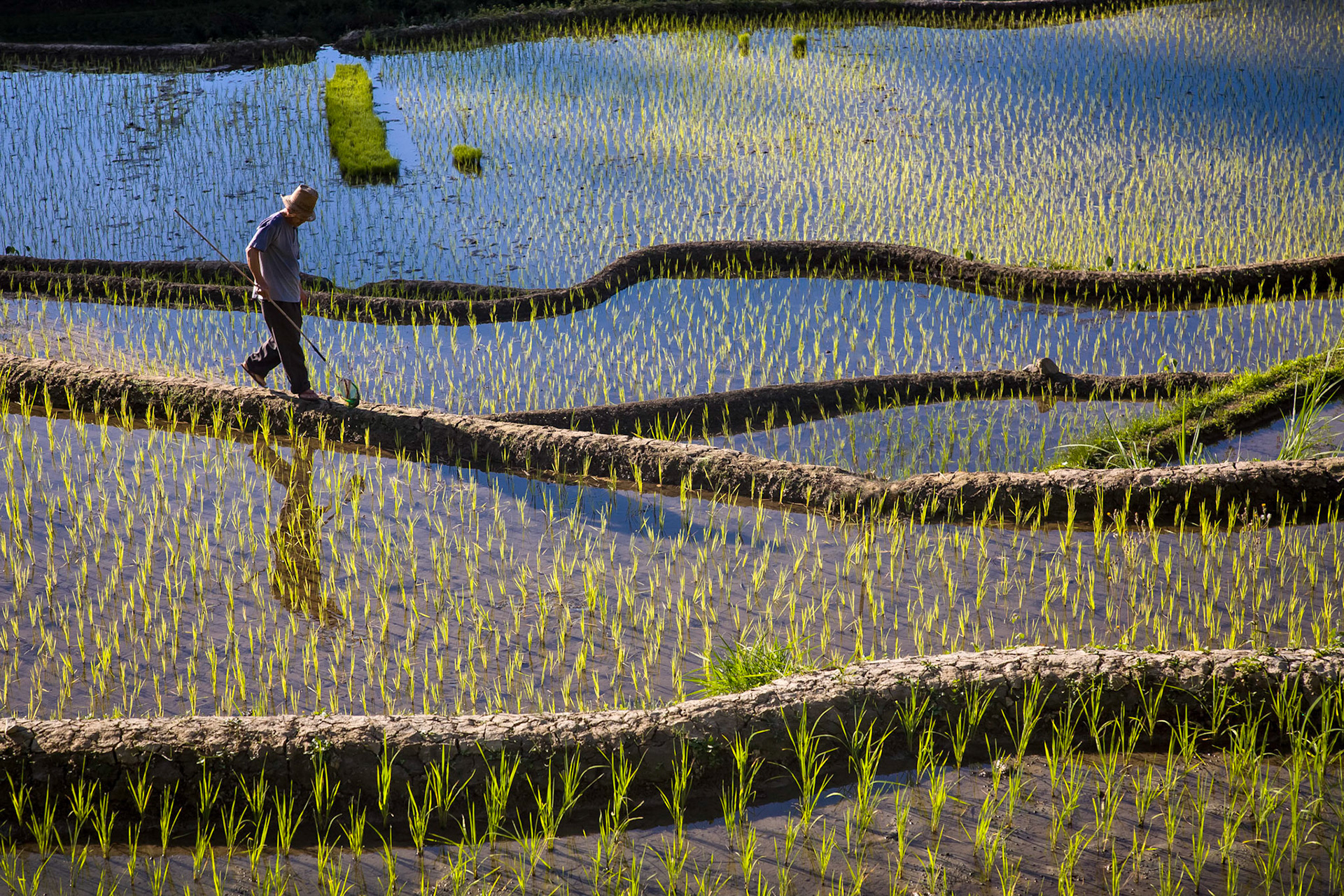 Ifugao rice field farmer inspecting his crop early morning outside Banaue, Philippines
