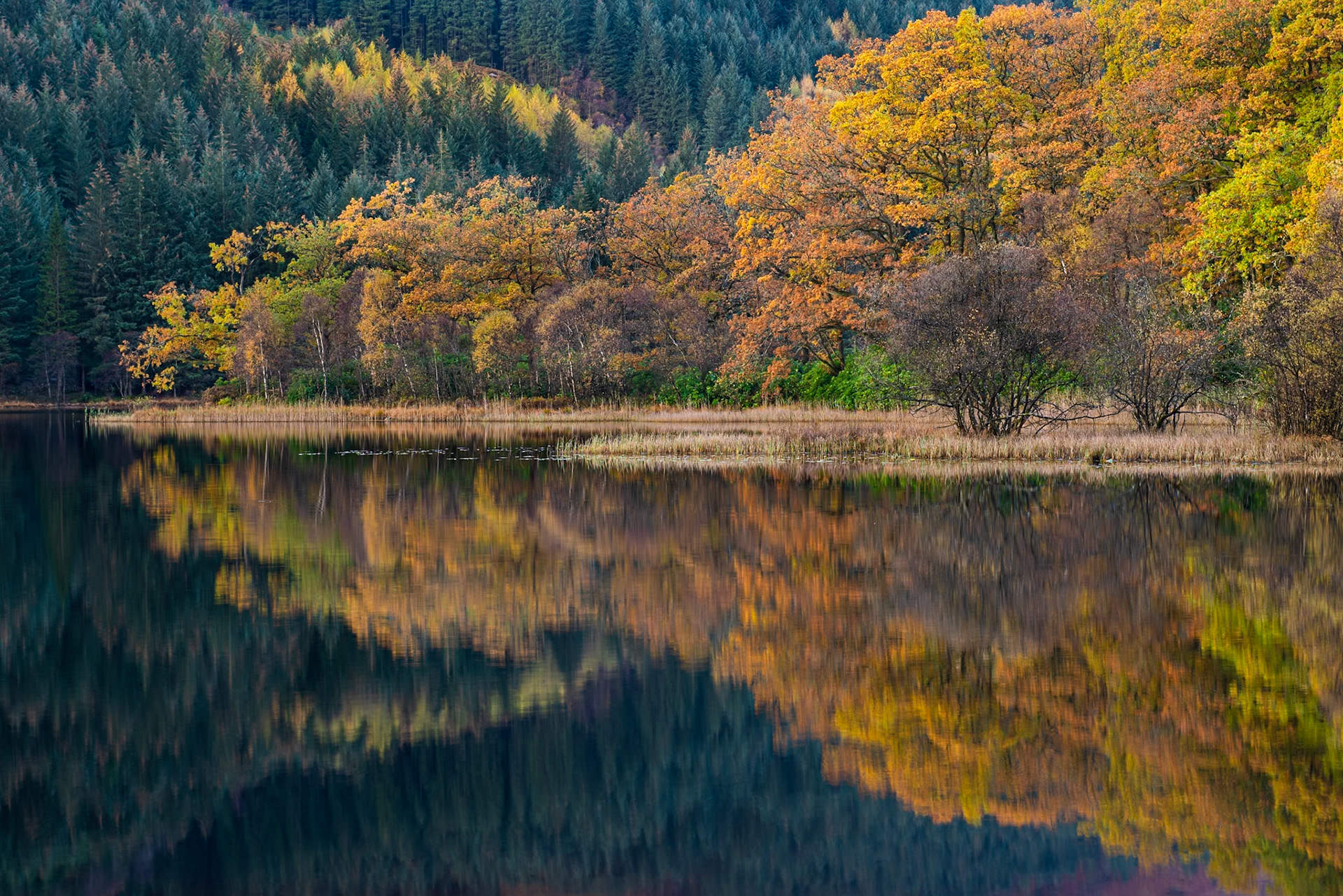 Colorful autumn trees and reflections in Loch Chon in Scottish Highlands