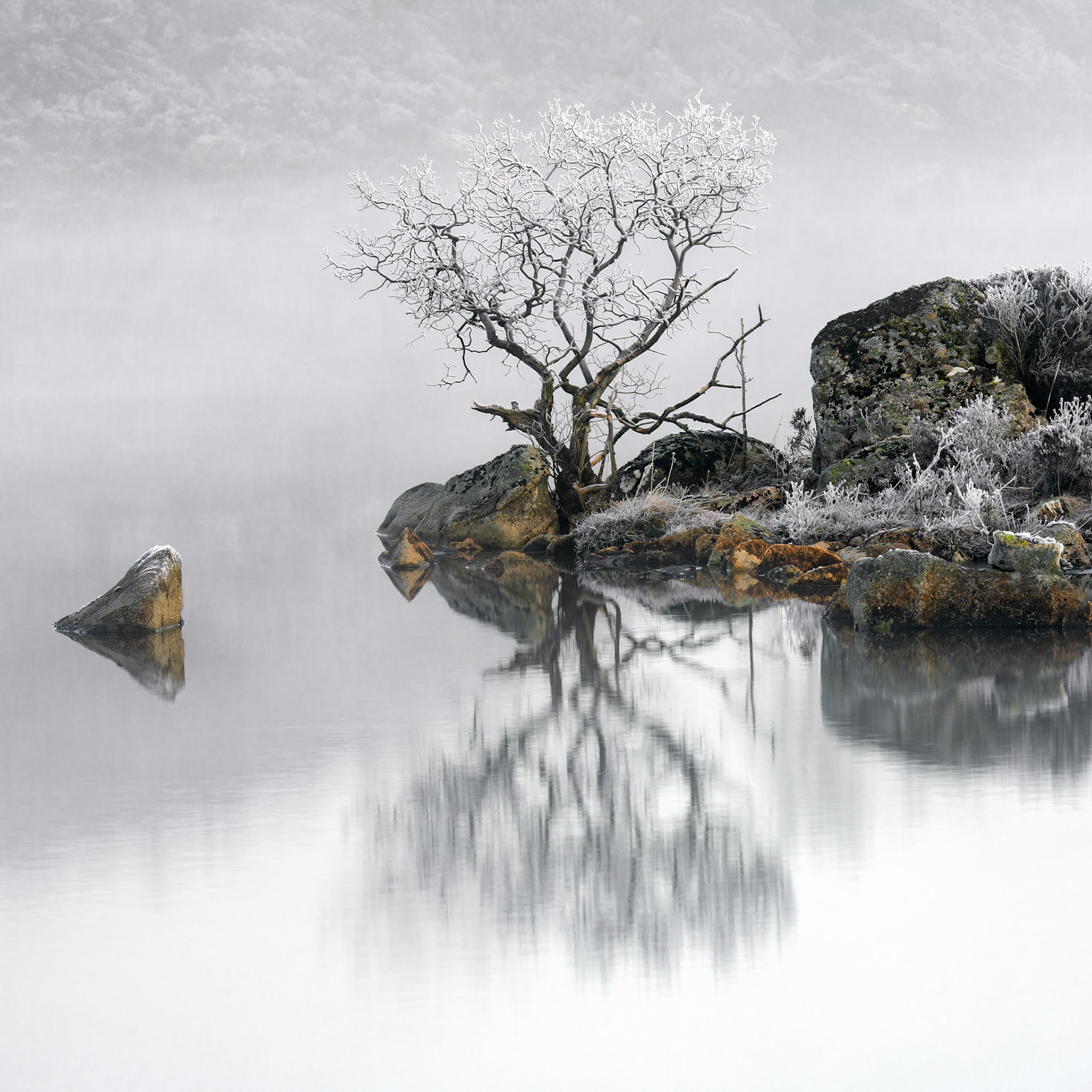 Reflections of a Lone Tree