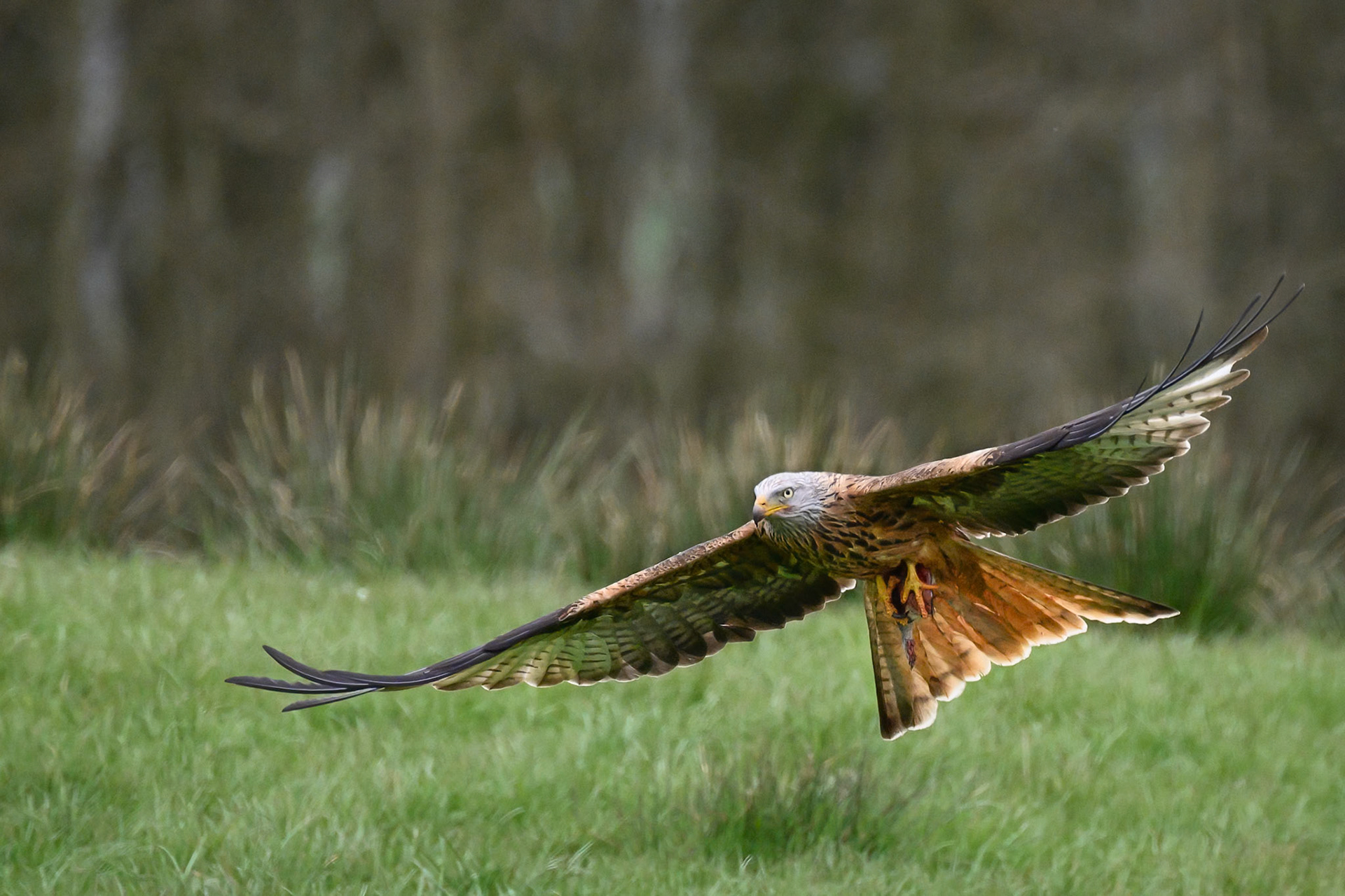 Red Kite with food