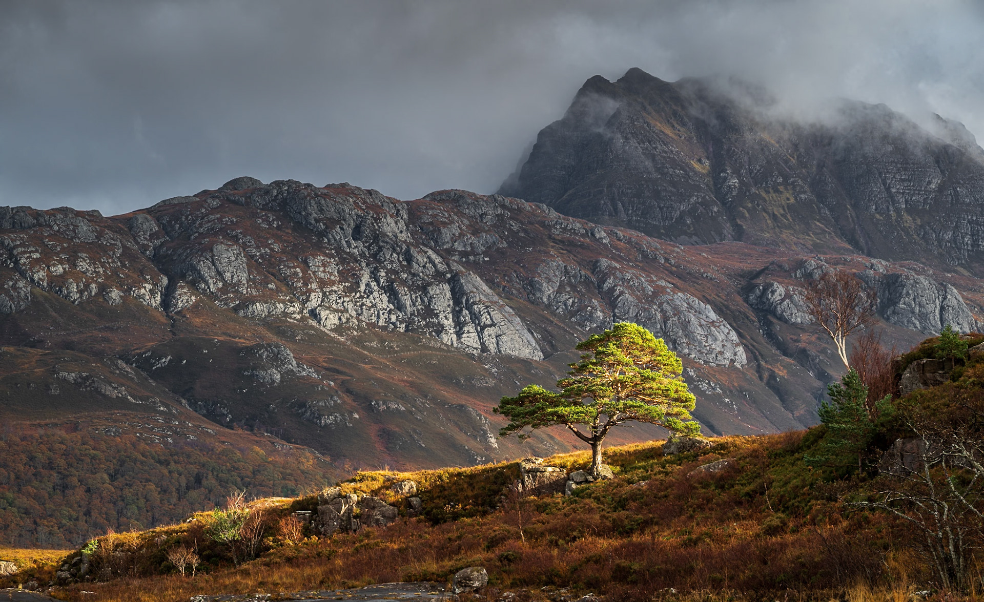 After the rain, light on the Scots Pine