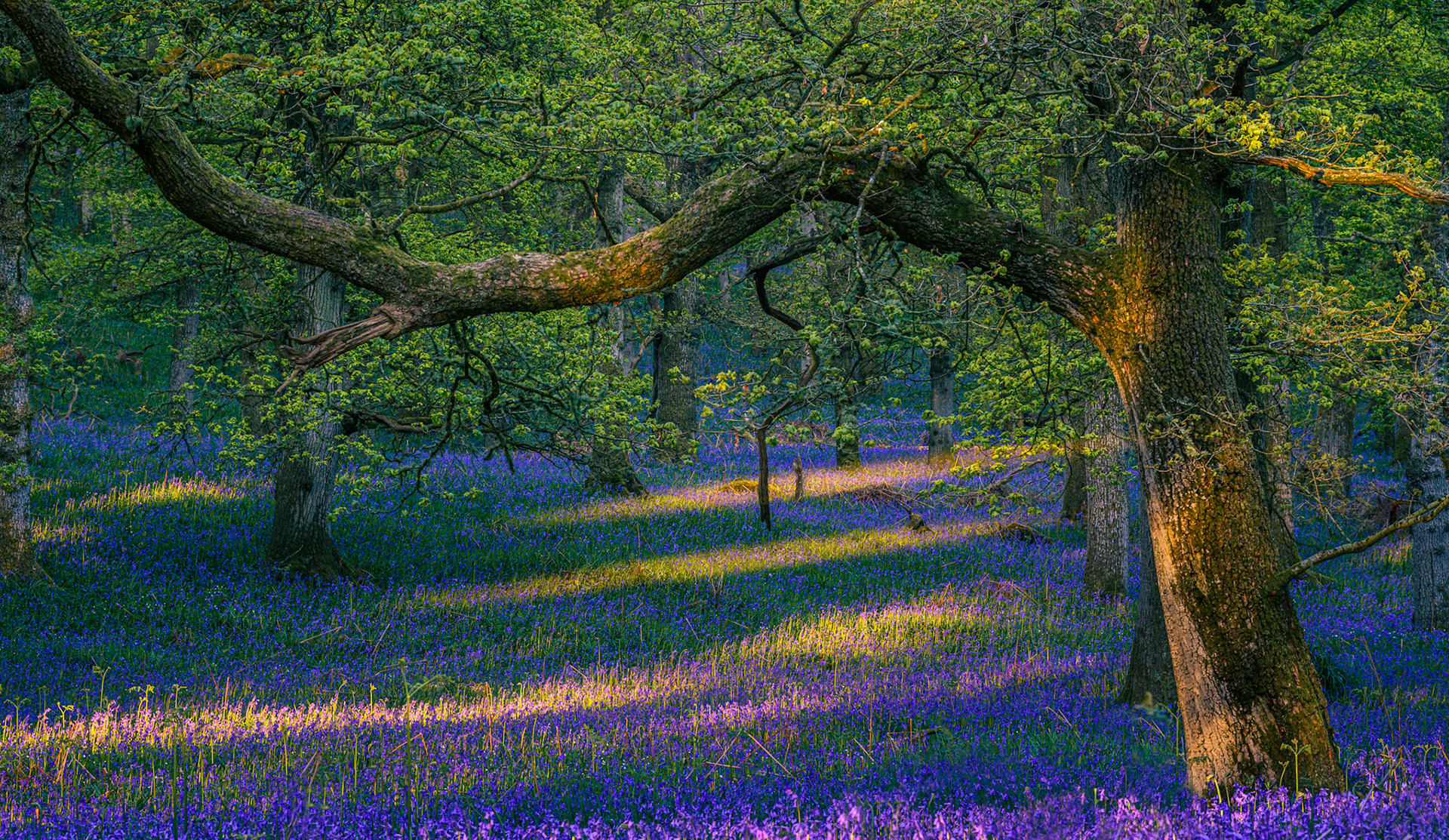 Early morning light Kinclaven Woods