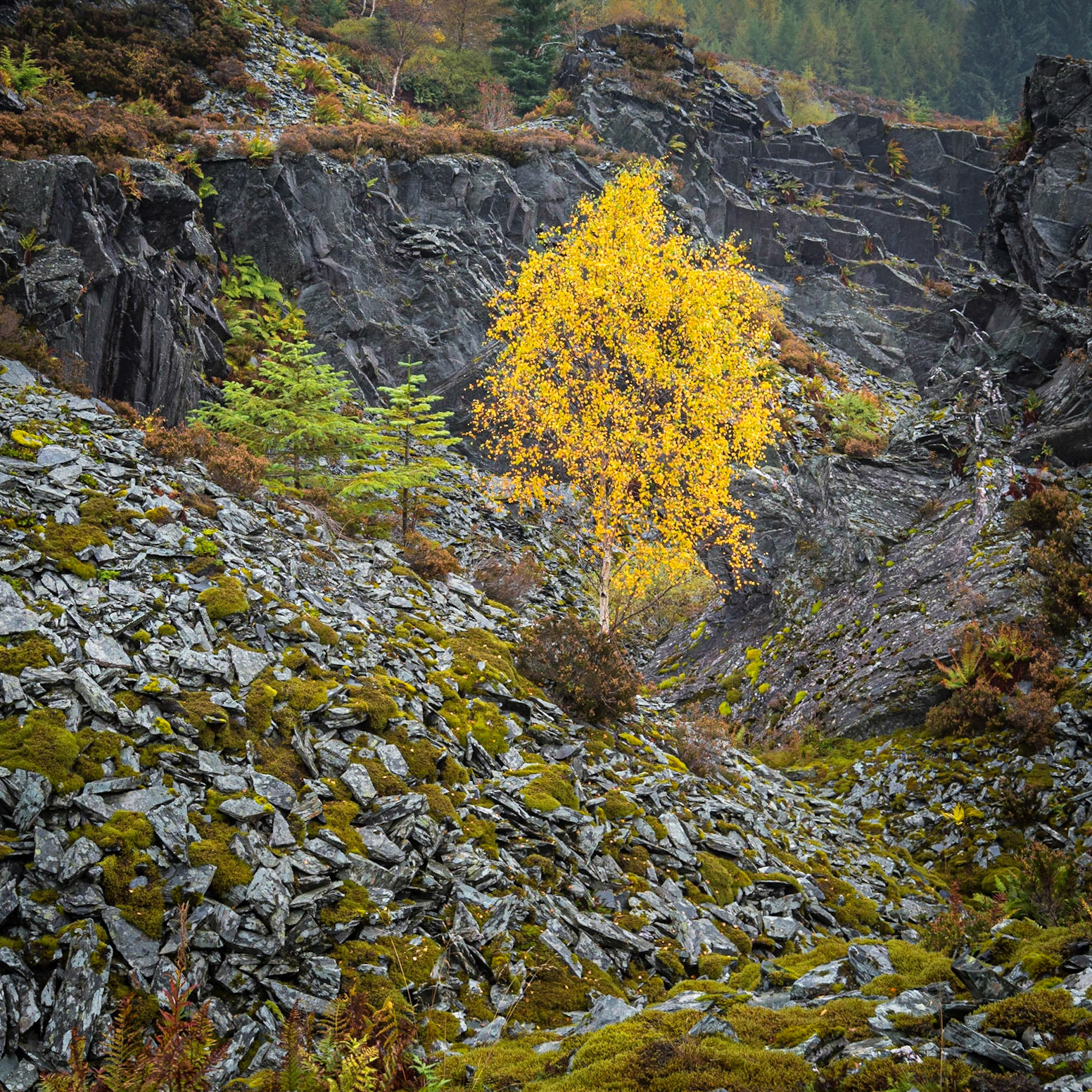 Silver Birch tree in colour in an old slate mine