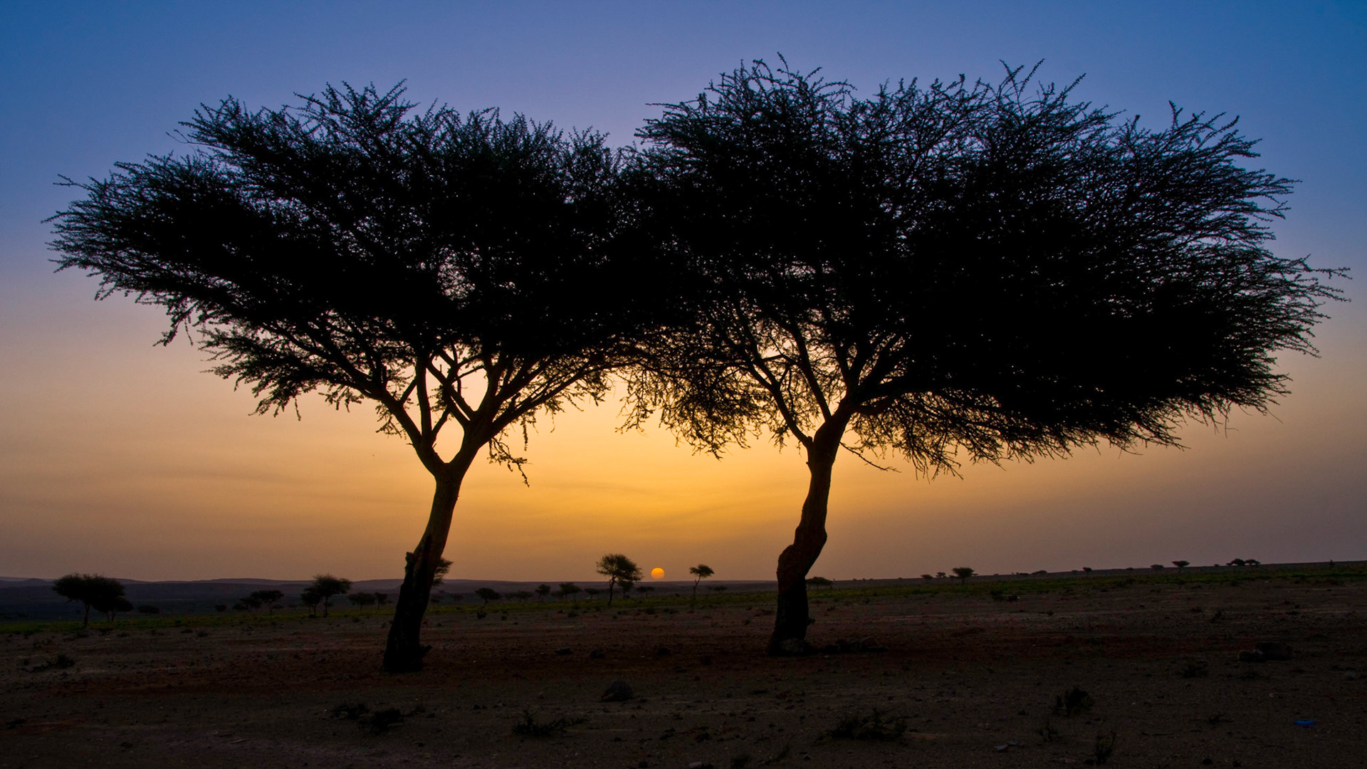 Sunrise in the Sahara Desert