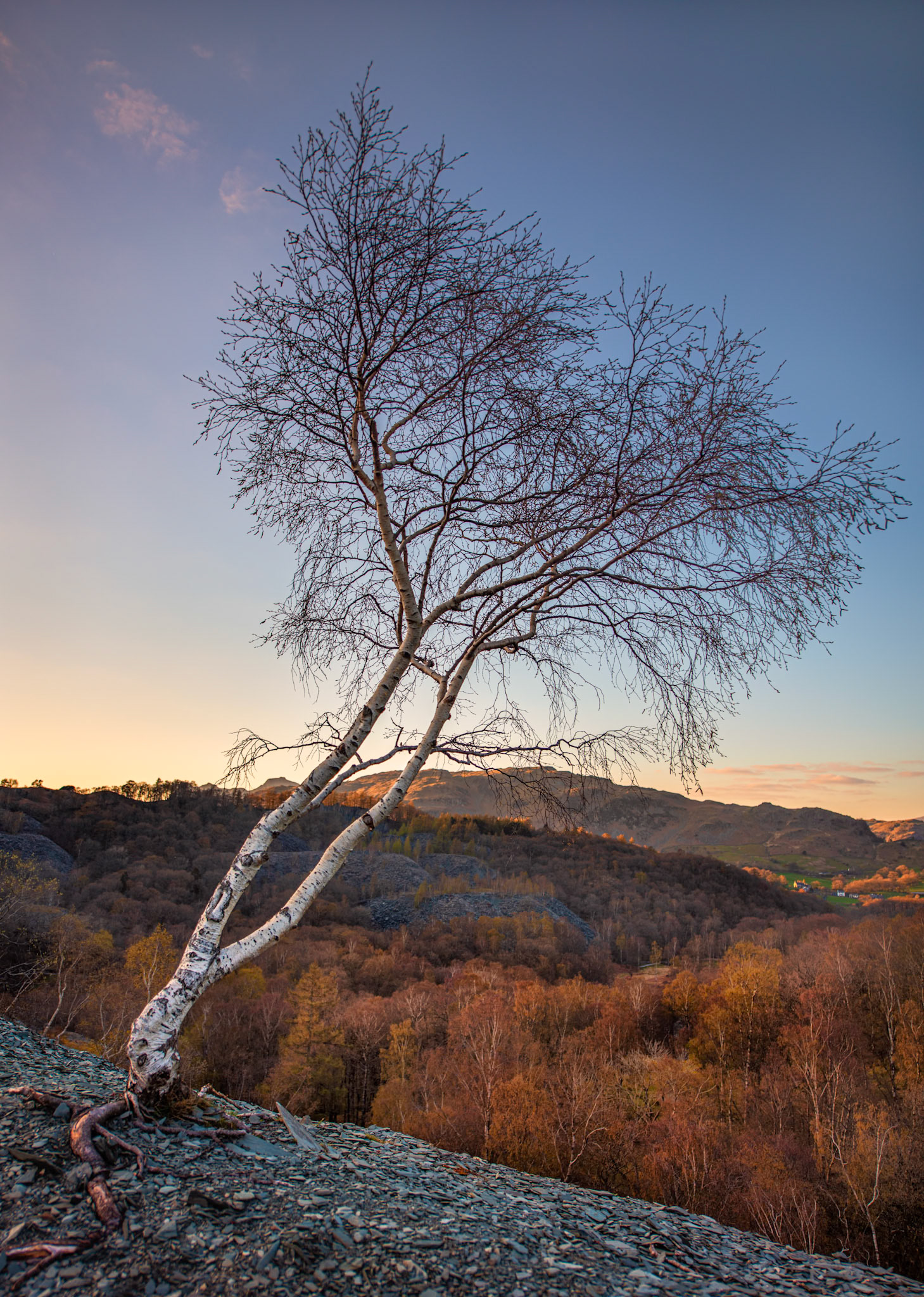 A young silver birch tree at sunset growing amongst the offcuts of slate from the old slate mines at Hodges Close in the English Lake District