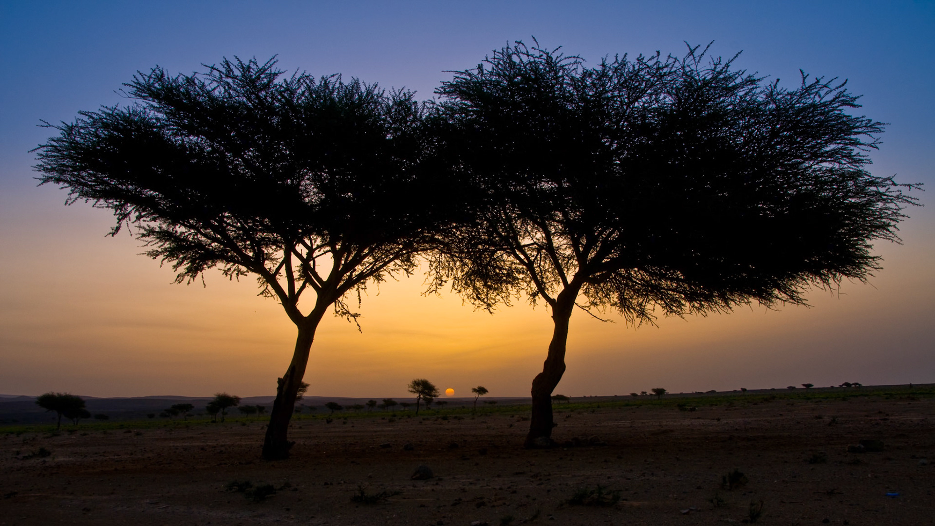 Sunrise in the Sahara Desert