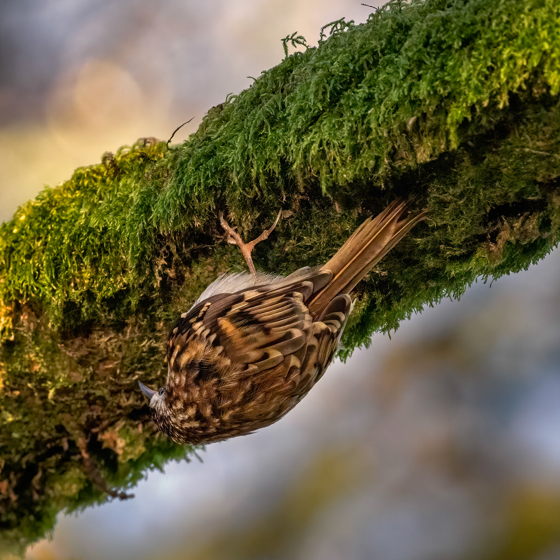Treecreeper