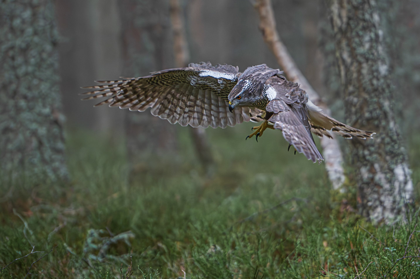 Goshawk in Flight