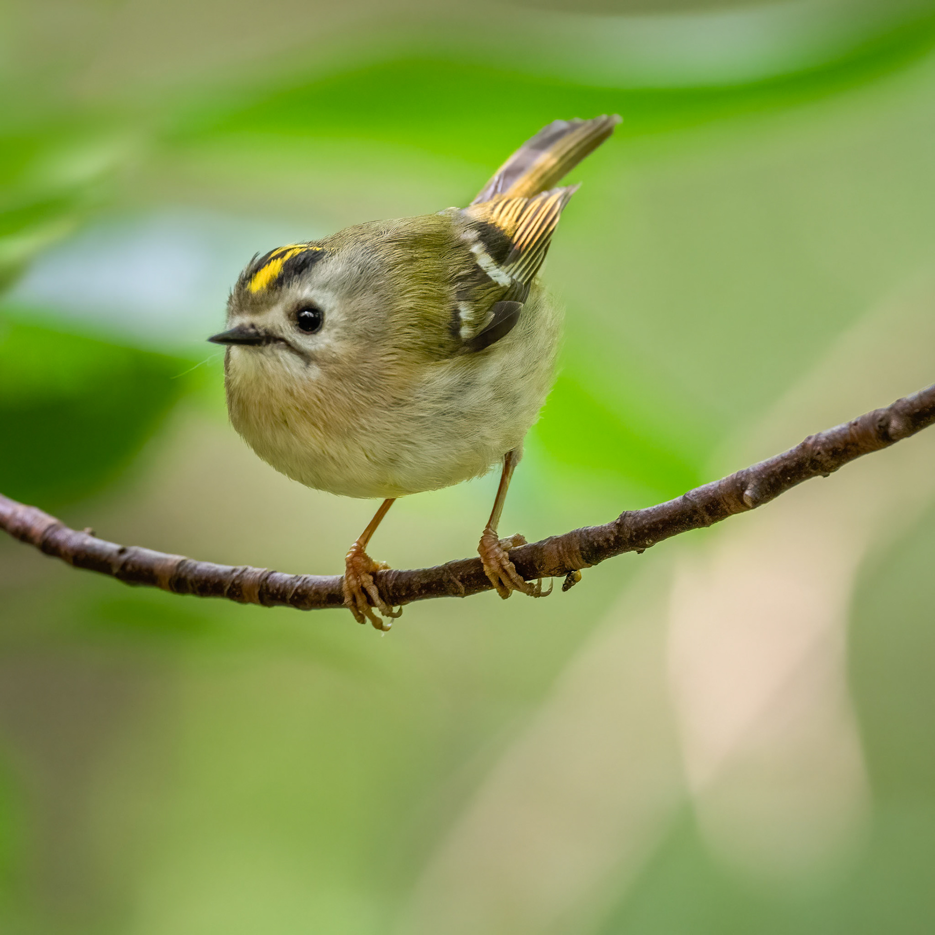 Goldcrest