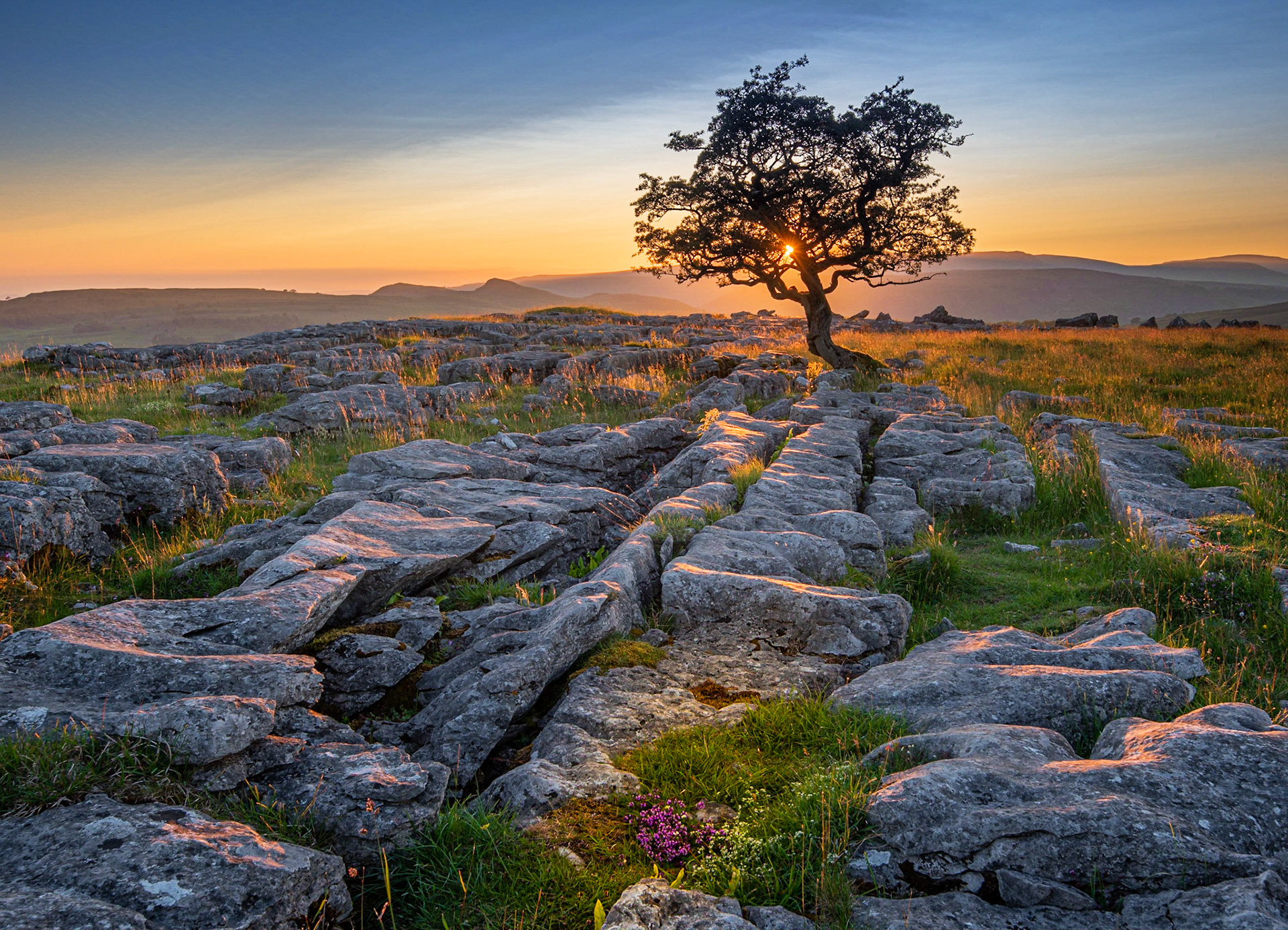 A lone weathered tree in amongst the limestone pavement of the Yorkshire Dales National Park