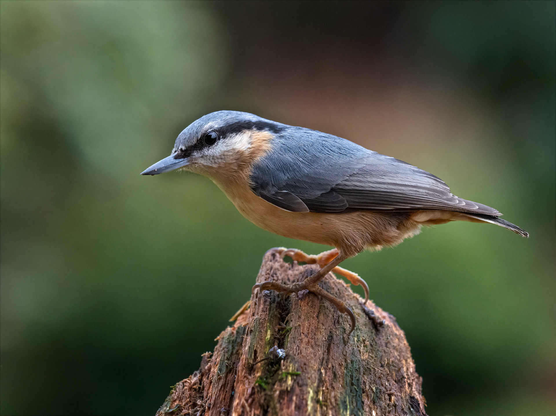 A Nuthatch perched on an old tree root in the garden