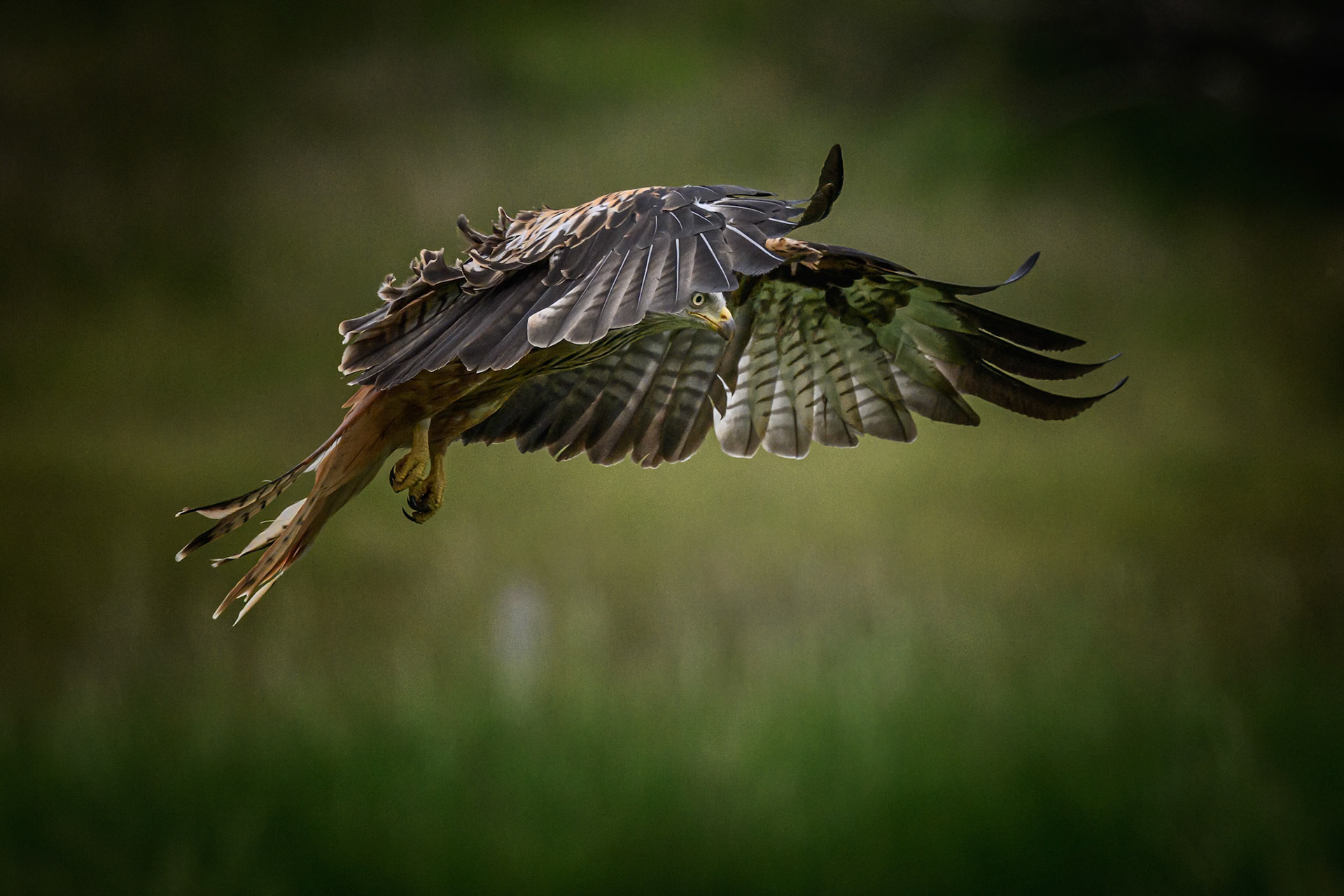Red Kite watching prey