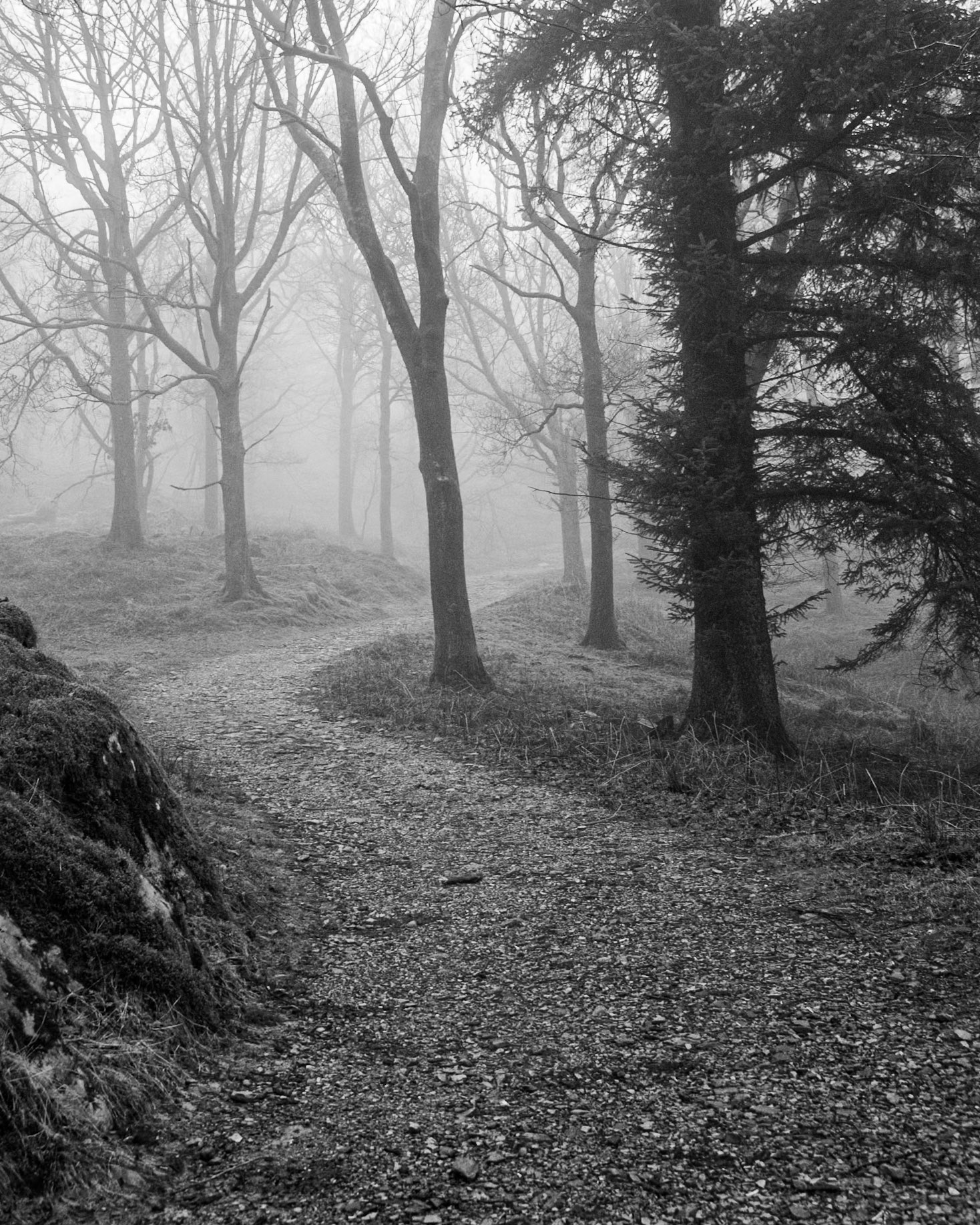 Misty walk in the woods