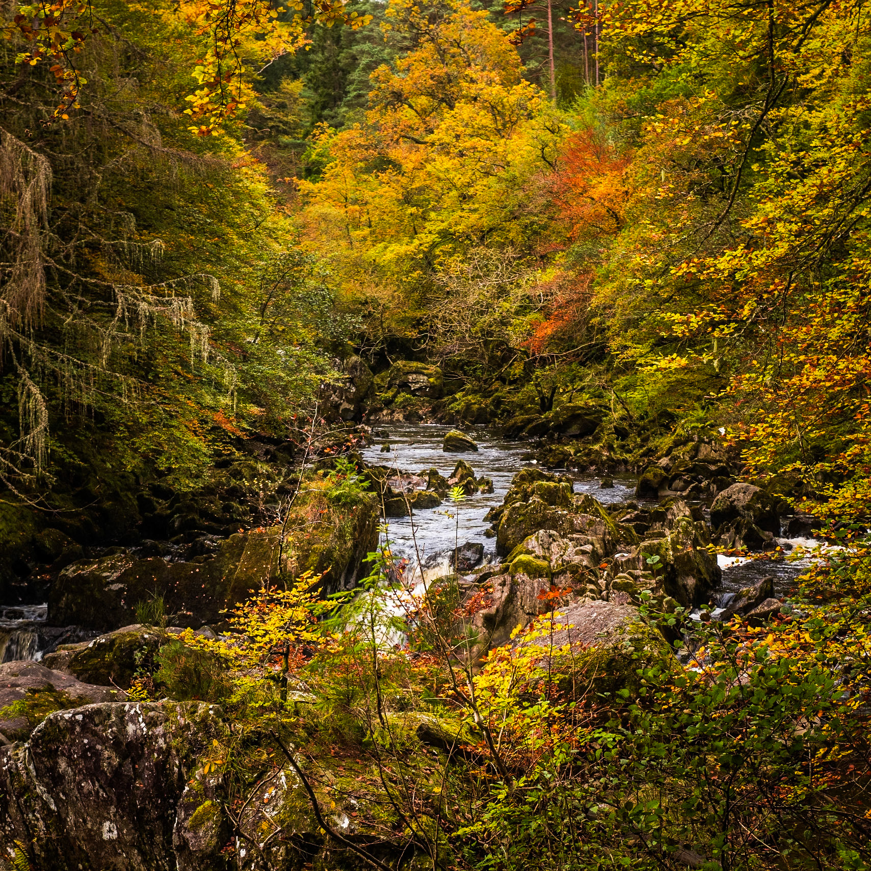 The autumn colours at the Hermitage on the River Braan near Dunkeld in Perthshire