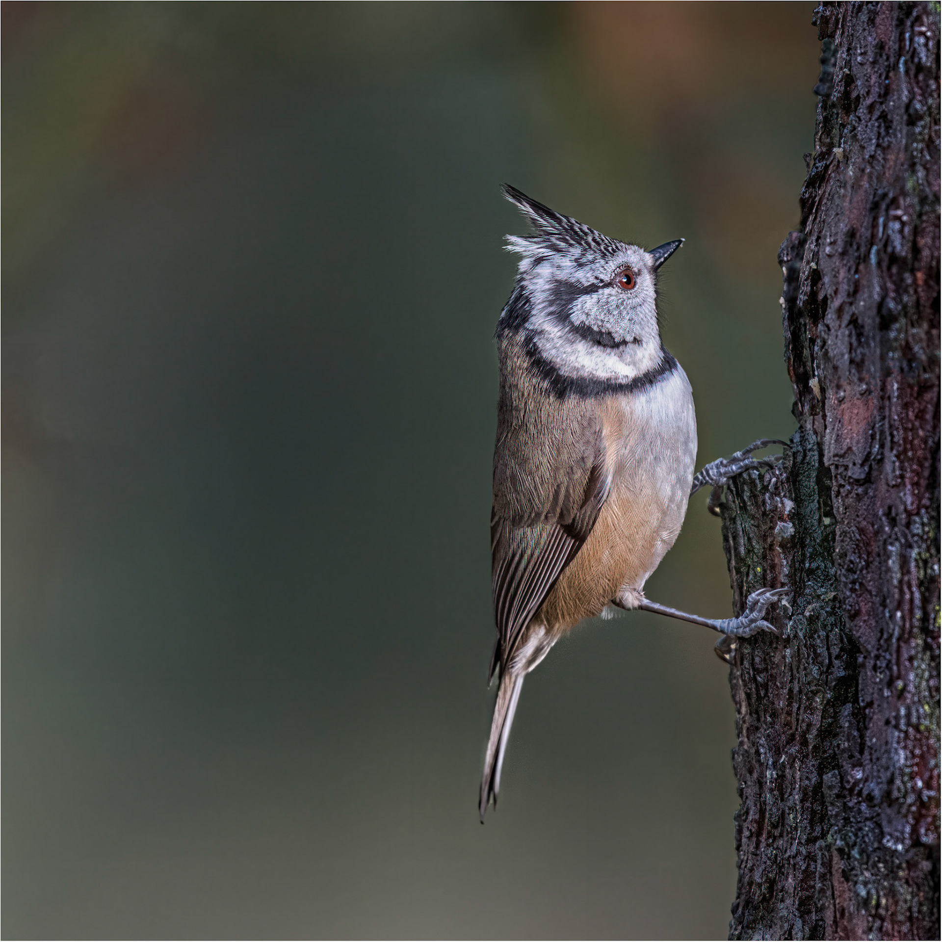 Crested Tit