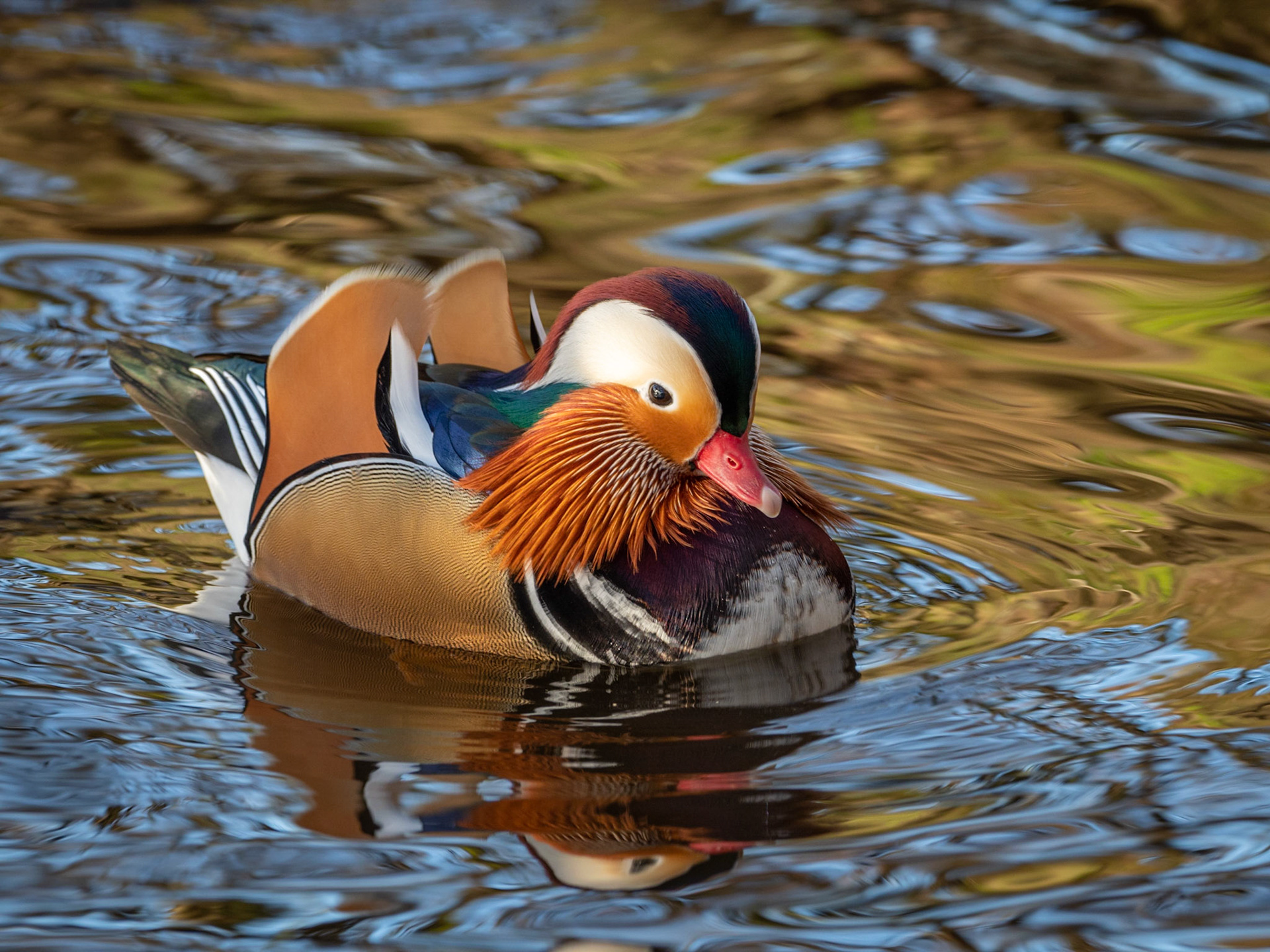 Mandarin Duck
