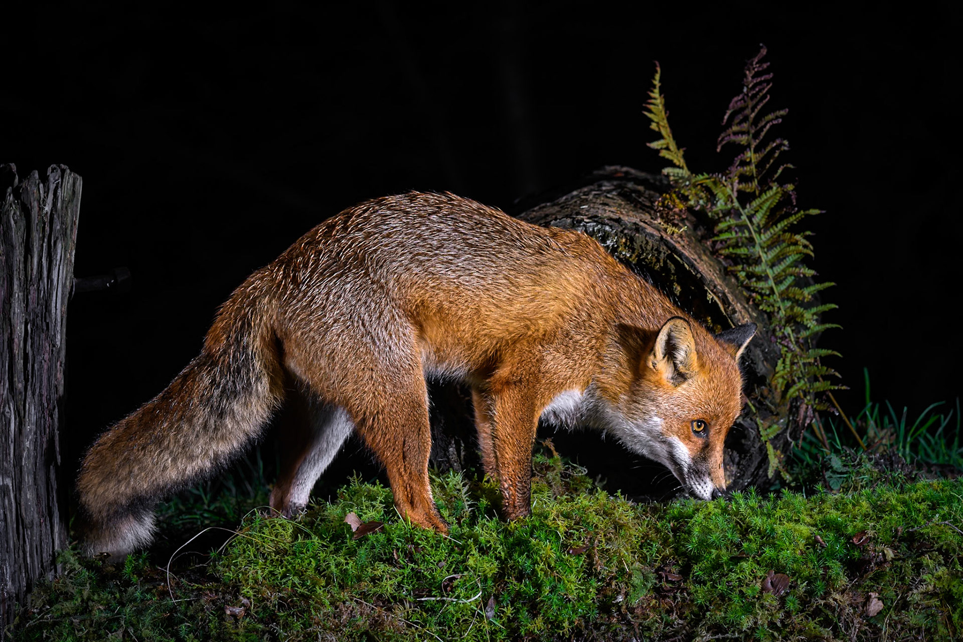 Fox on the prowl