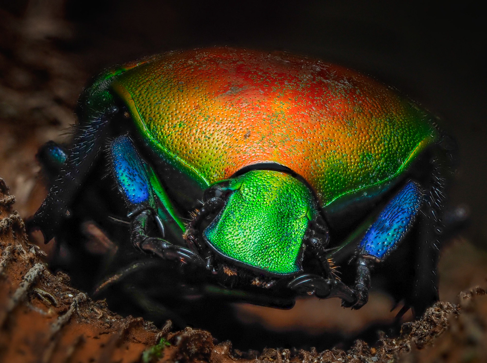 Red Flower Scarab Beetle