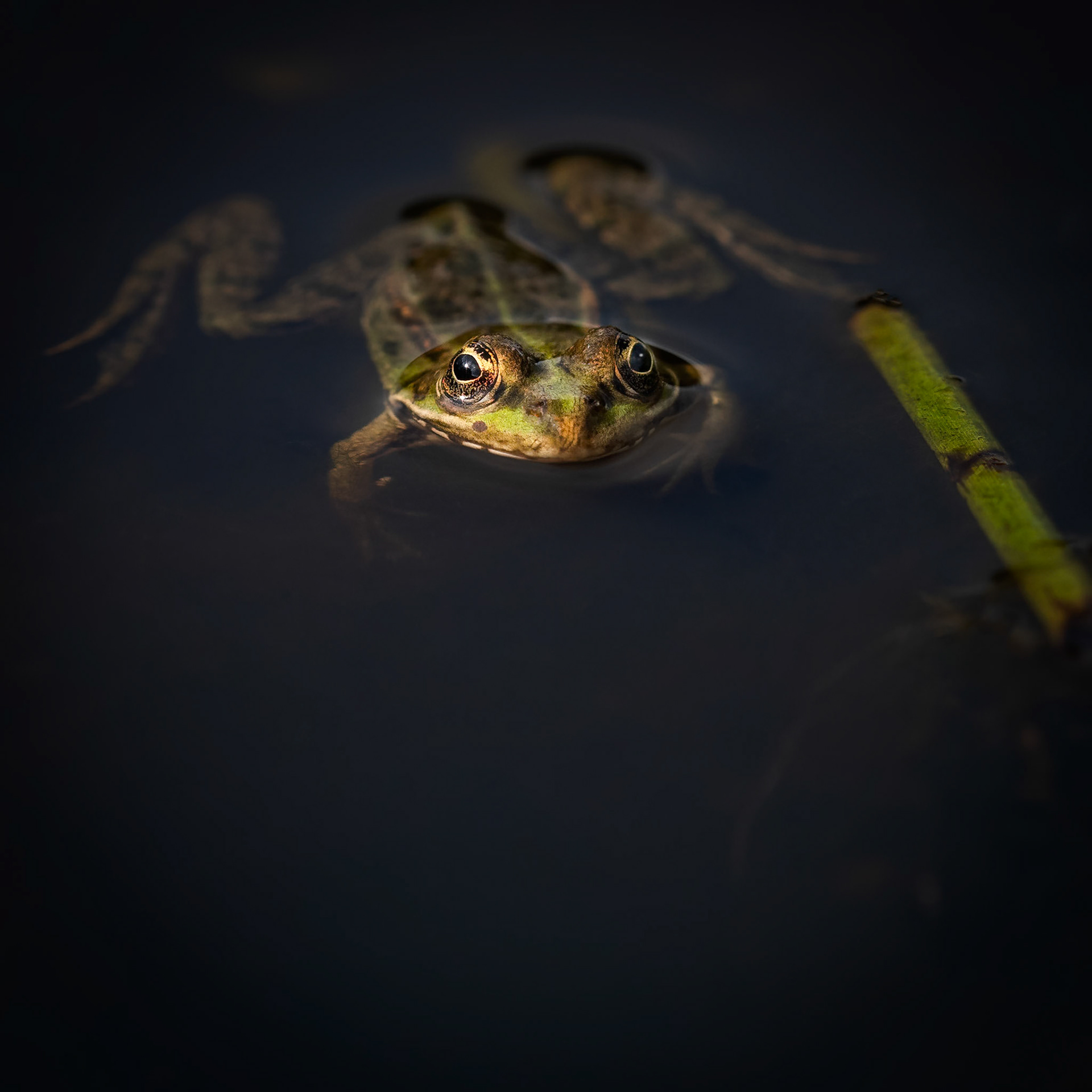 Got my eye on you