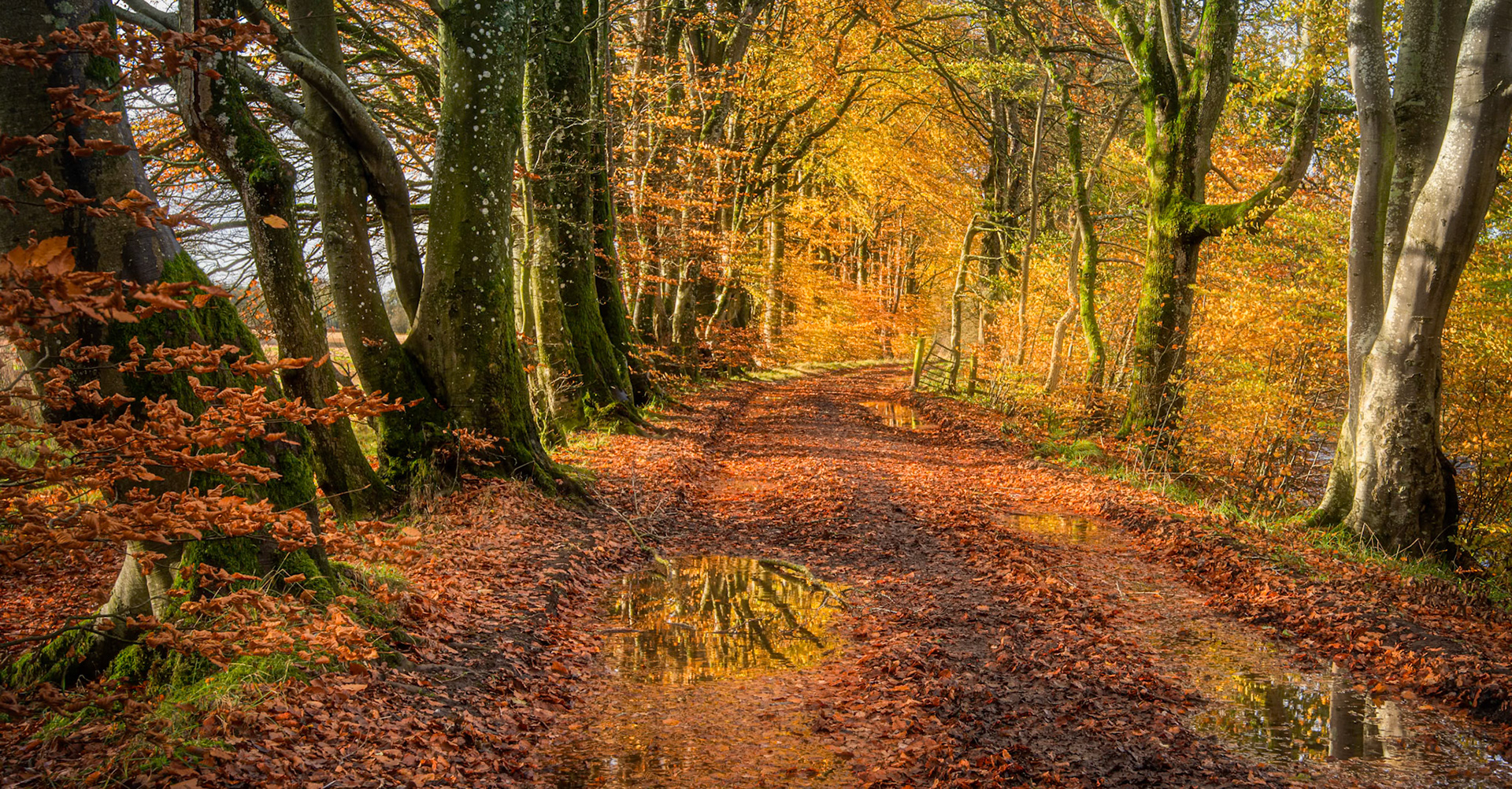 A country lane in autumnal colours alongside Endrick Water near Balfron in Scotland