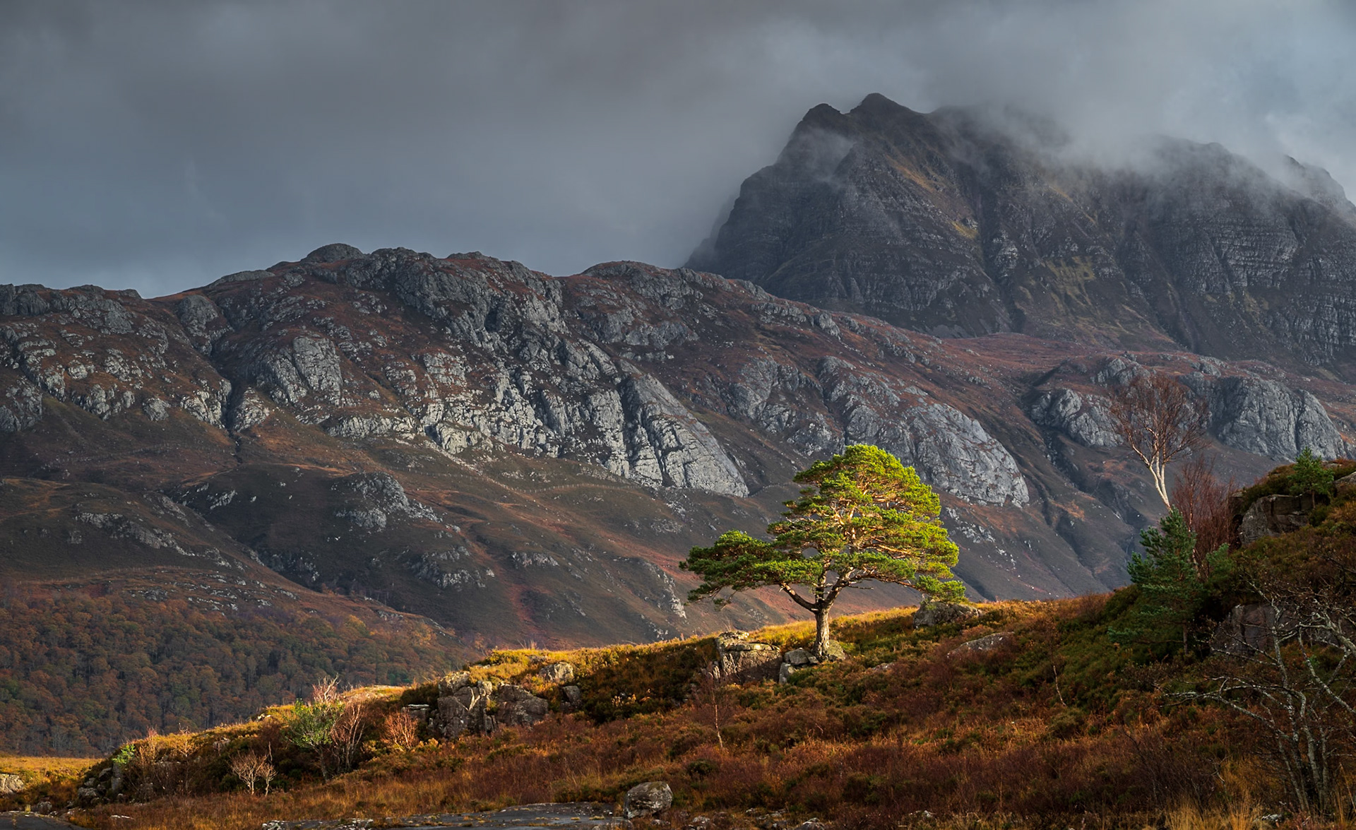 After the rain, light on the Scots Pine