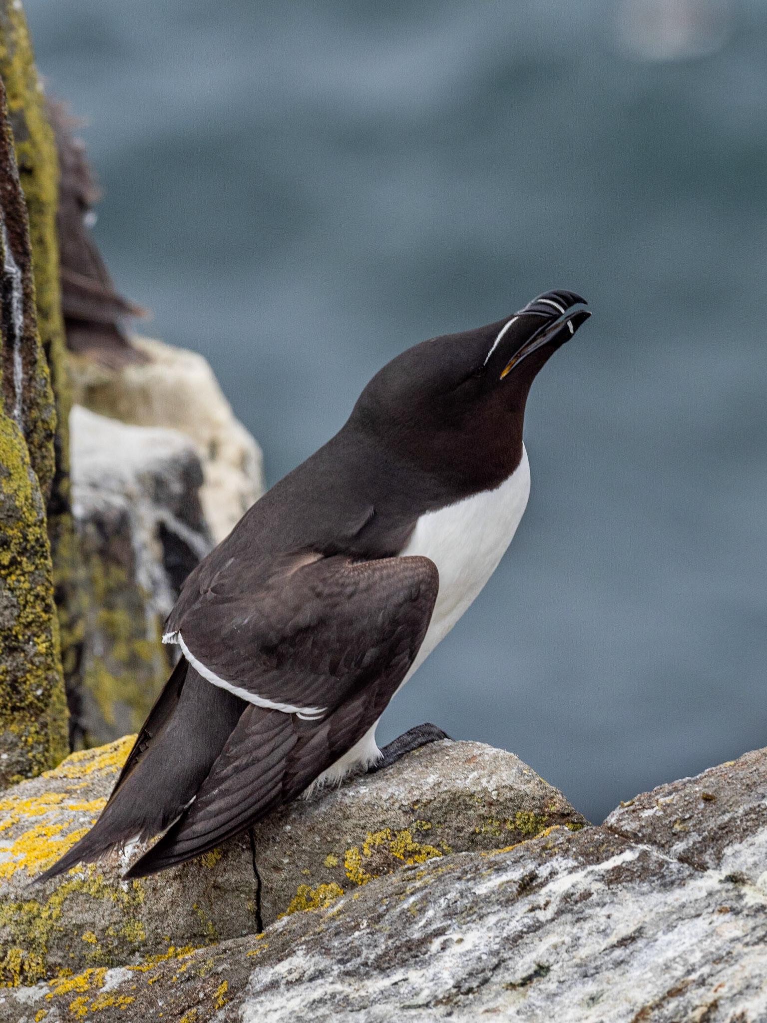 Razorbill