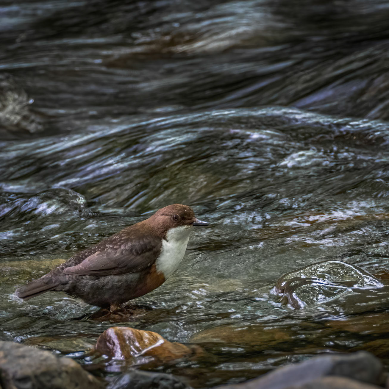 Dipper waiting for food