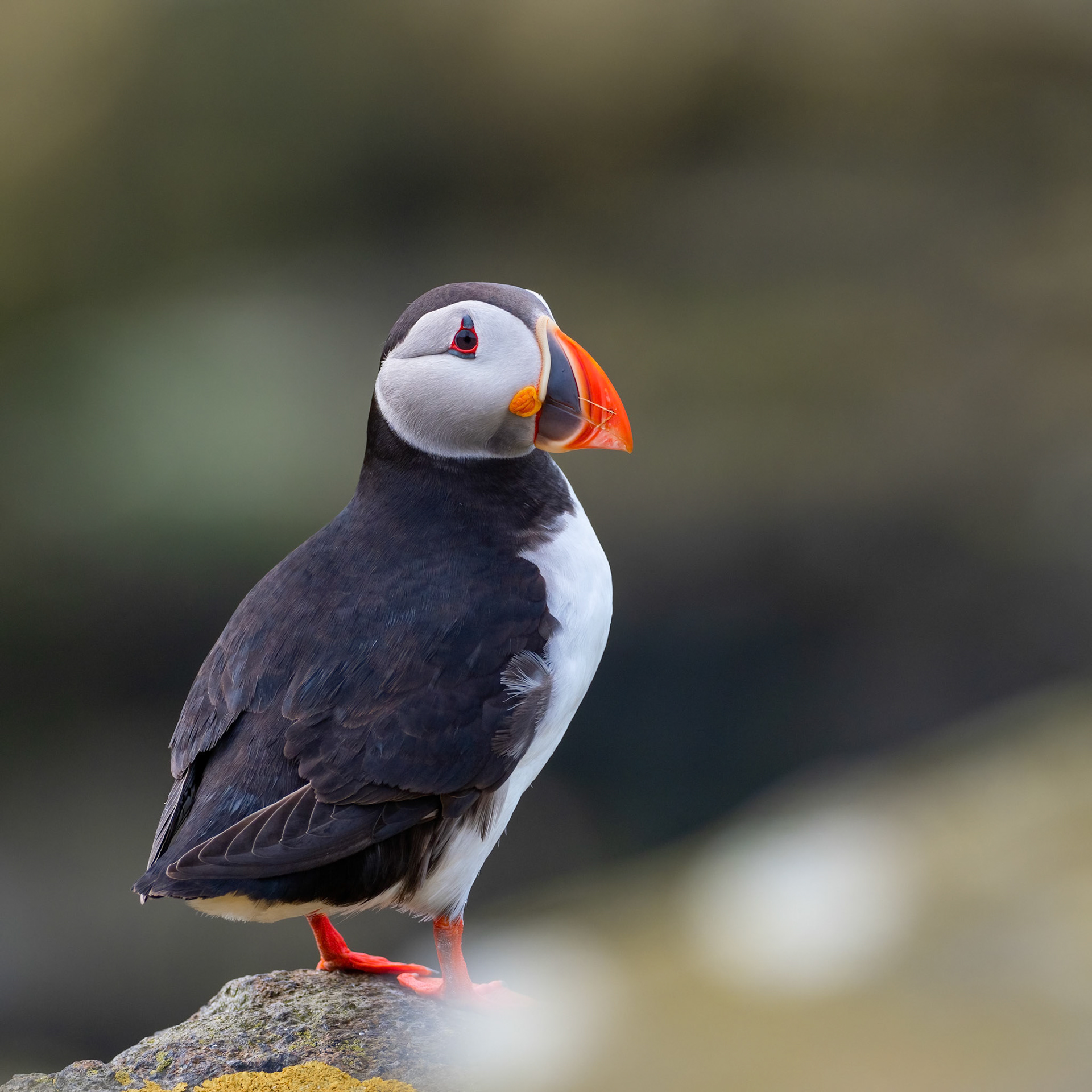 Atlantic Puffin (Fratercula arctica) stood on cliff top on Isle of May
