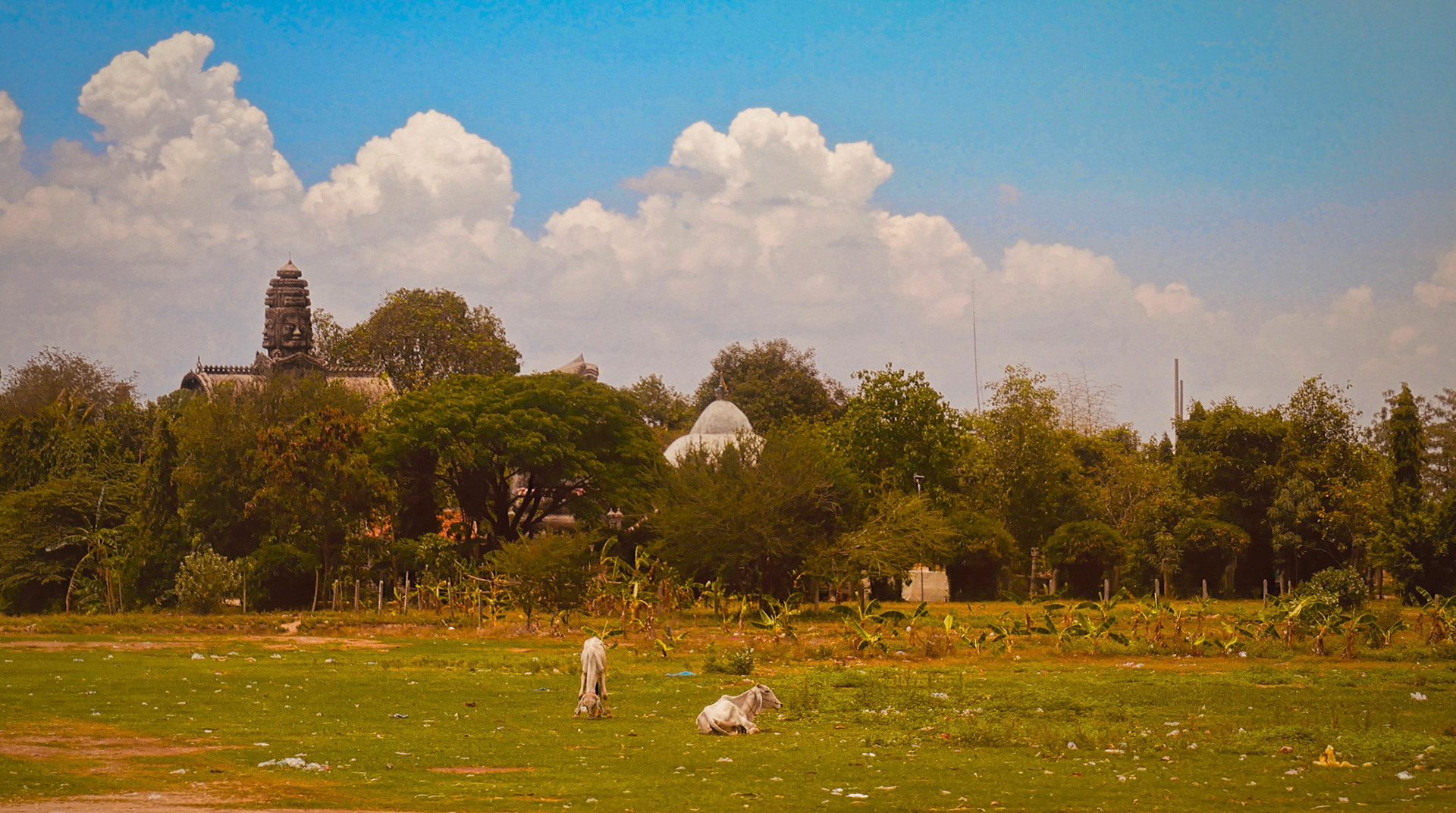 cambodian cows