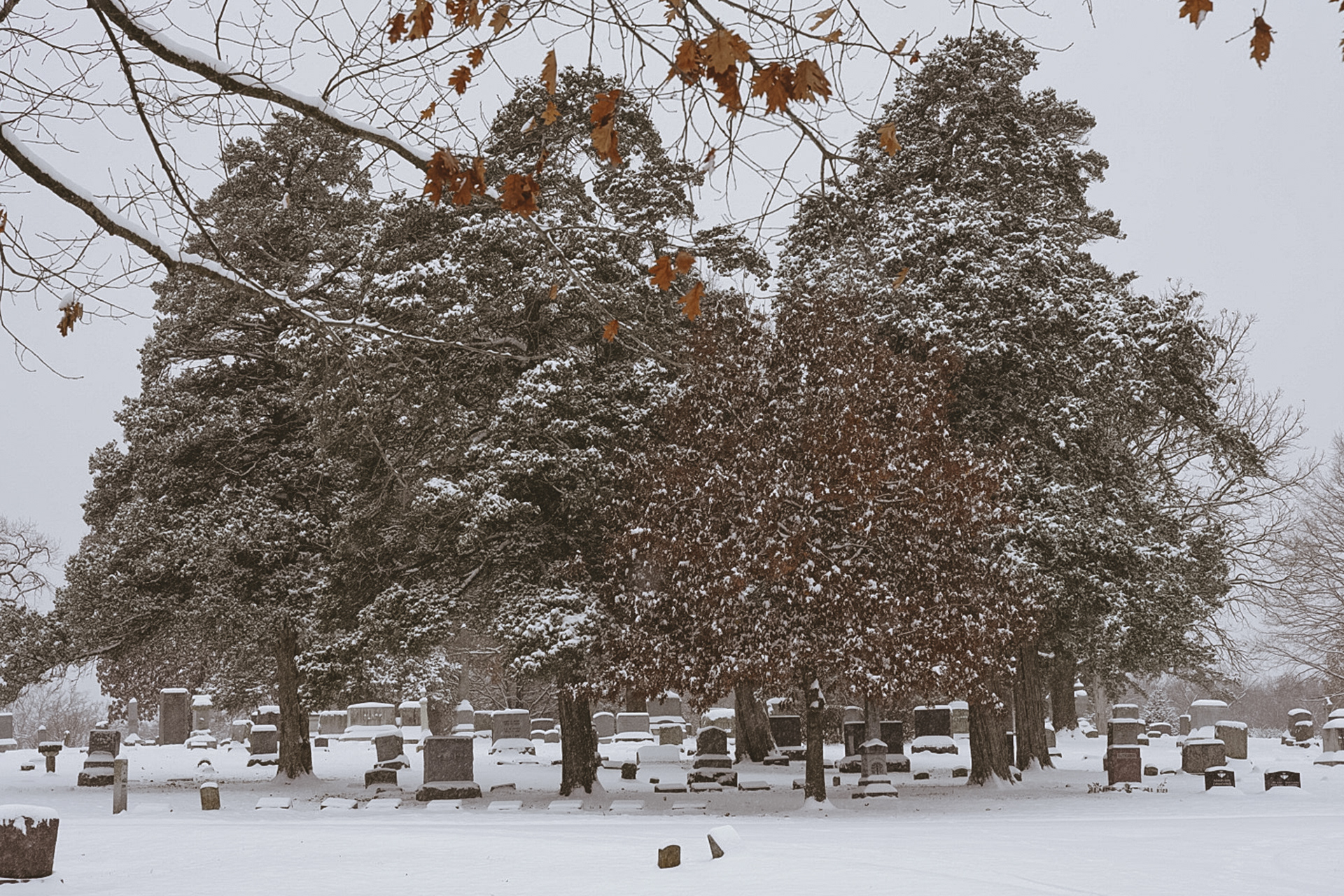 Three trees.1, digital