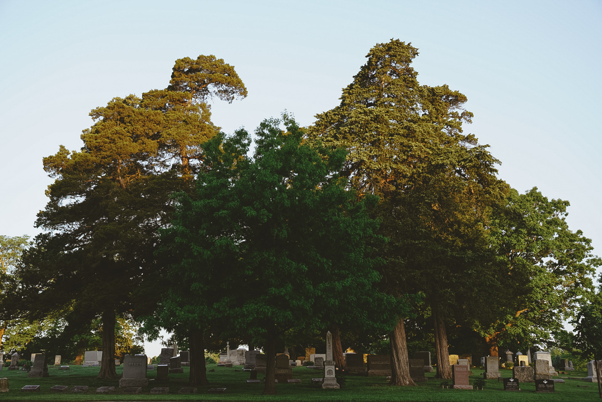 Three trees.2, digital 