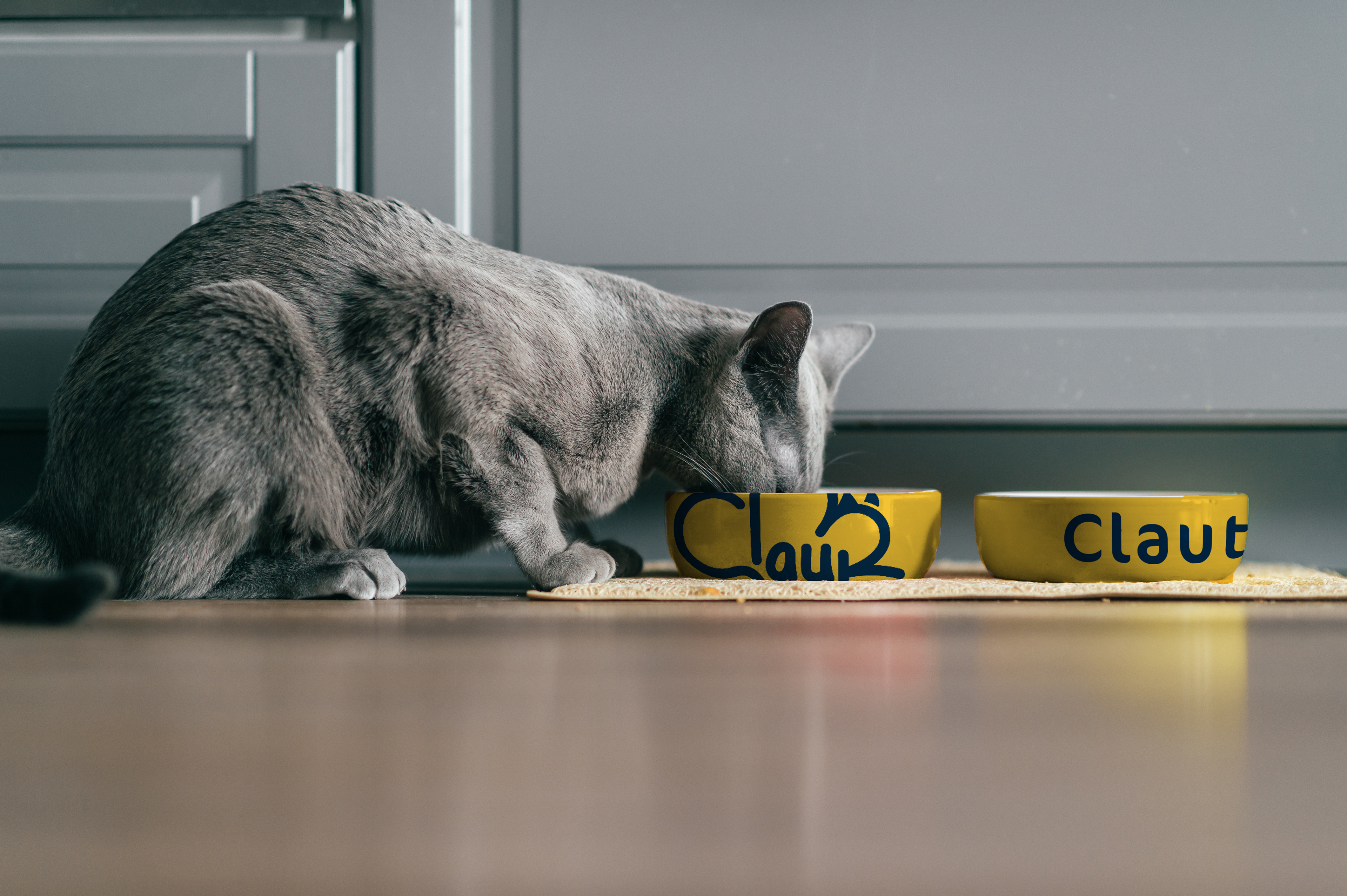 Cat bowl design