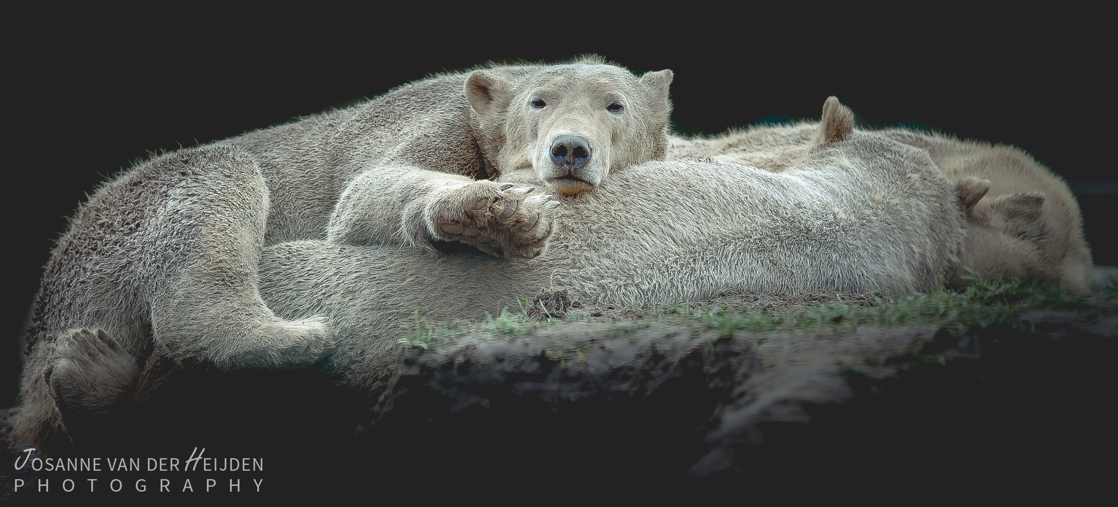 Ijsberen - Dierenrijk