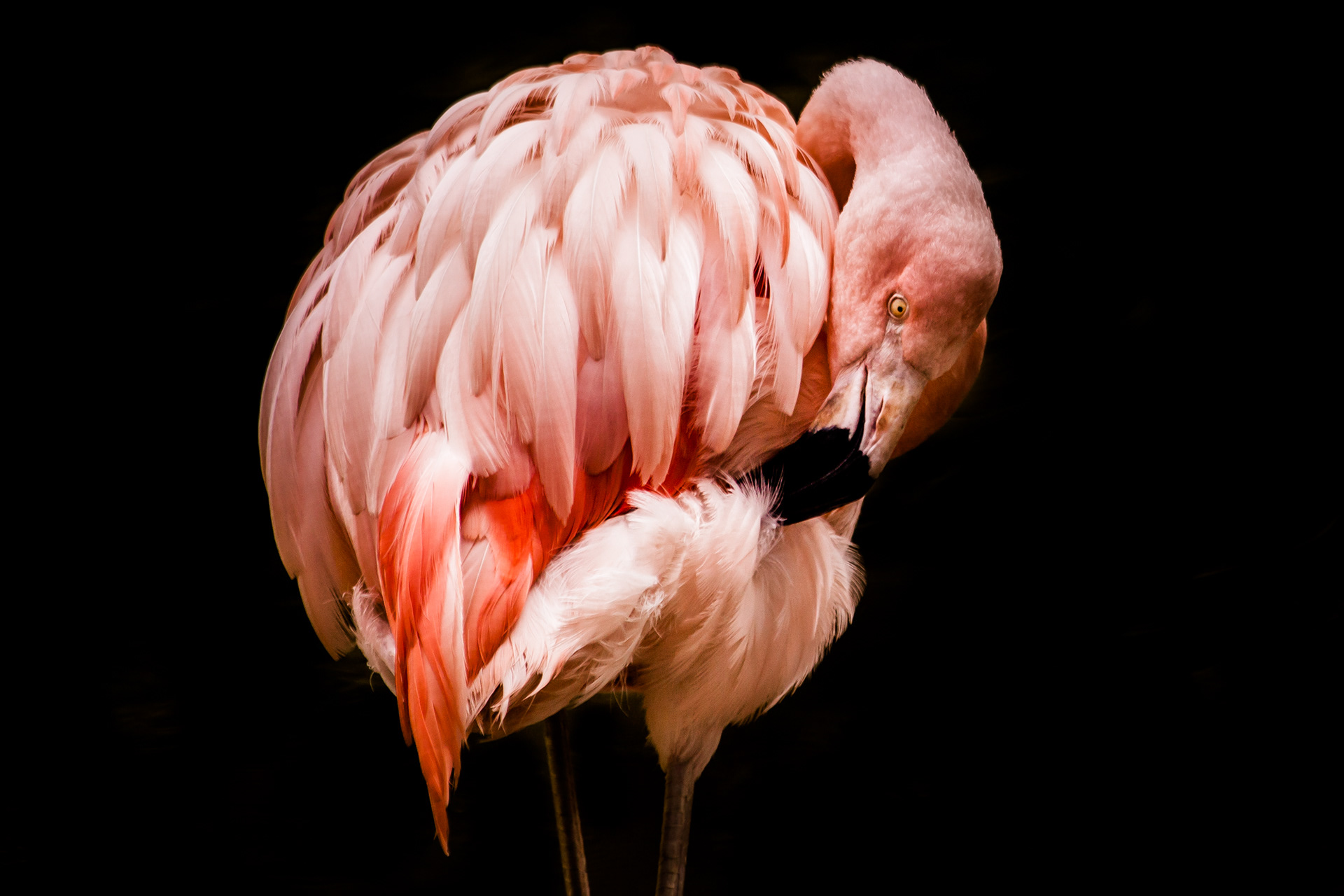 Flamingo