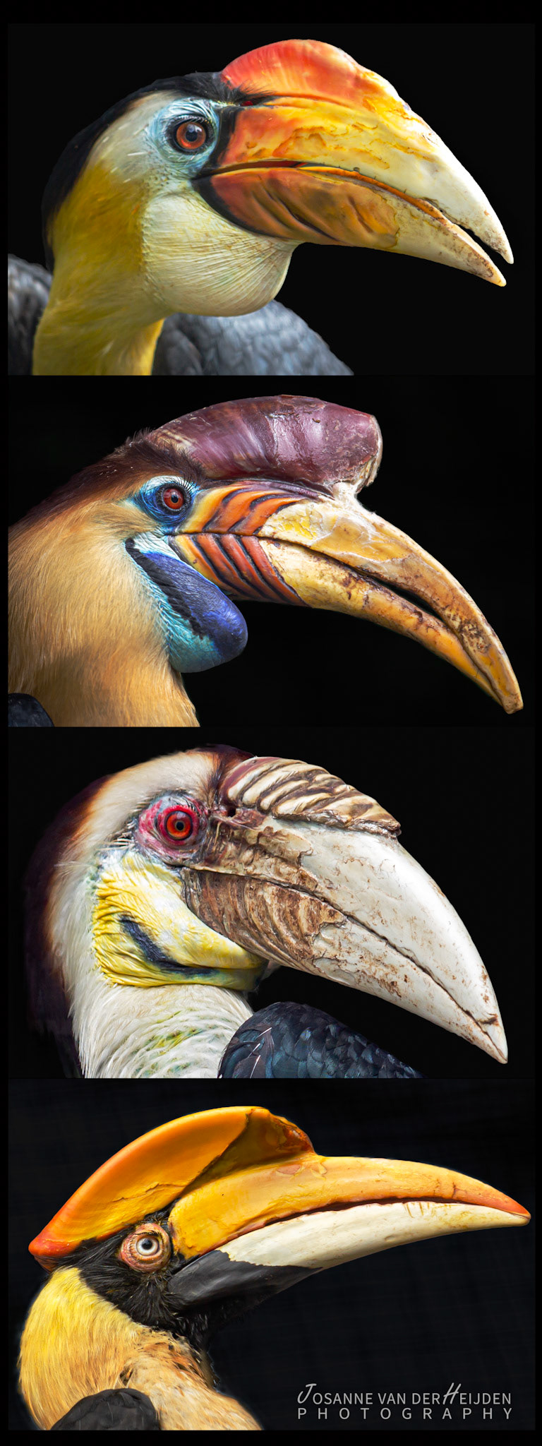 Neushoornvogels - Ouwenhands