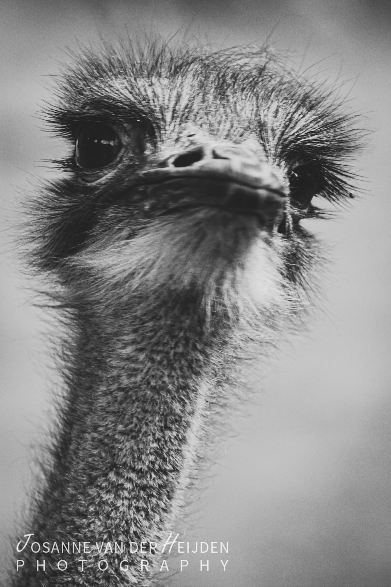 Struisvogel - Ouwenshands