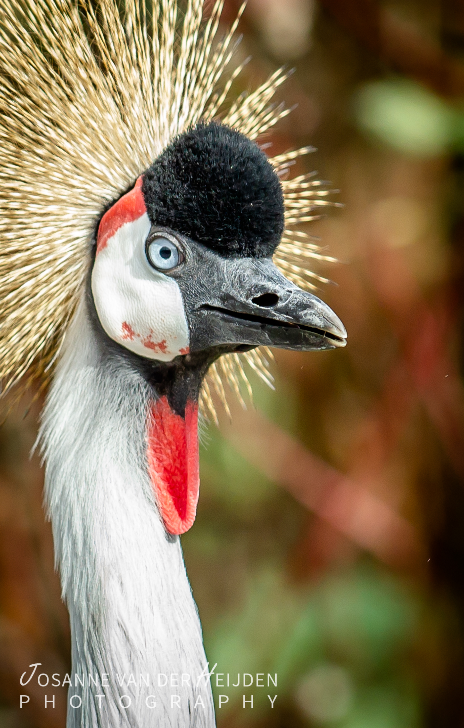 Kraanvogel - Dierenrijk
