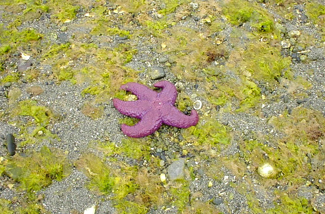 Rebecca Spit Provincial Parkのヒトデ