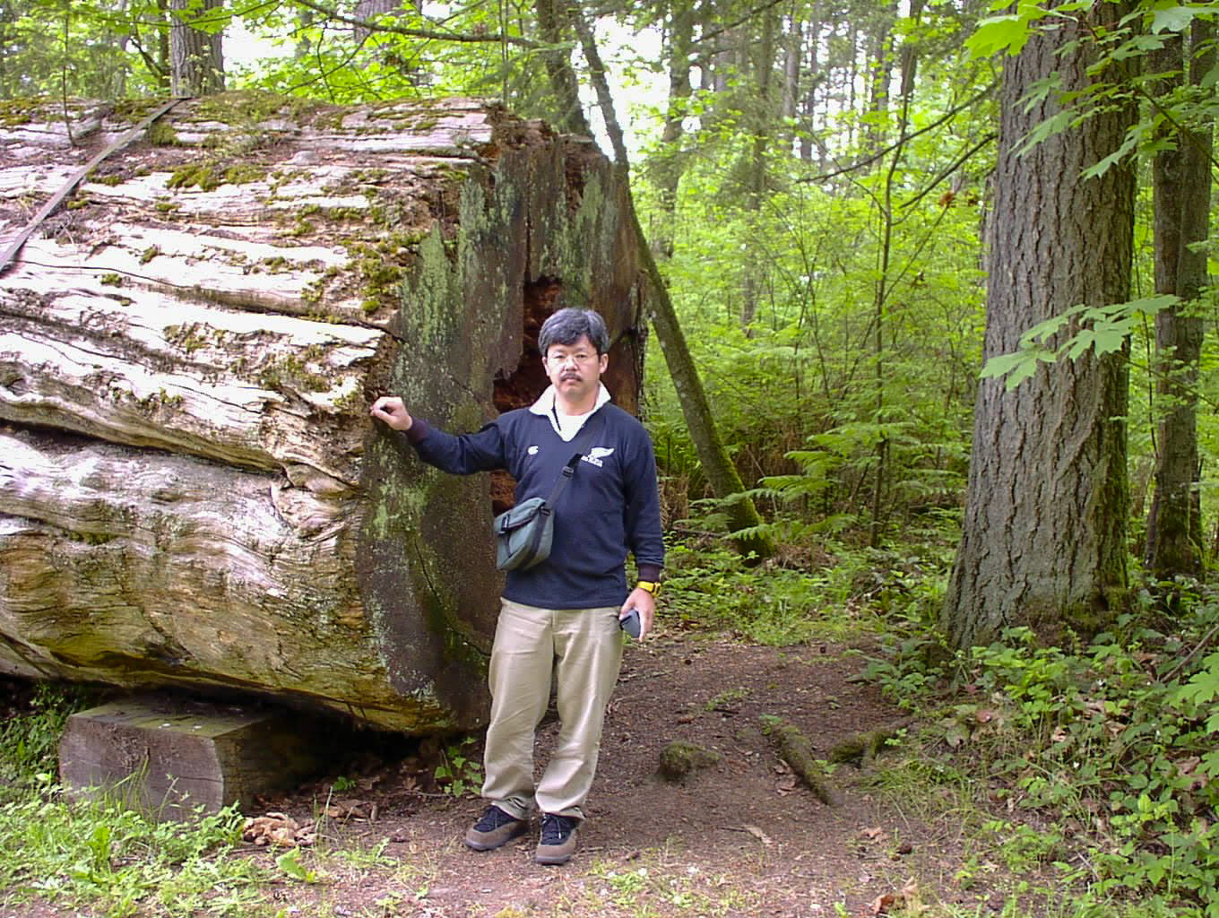 スプルースの倒木