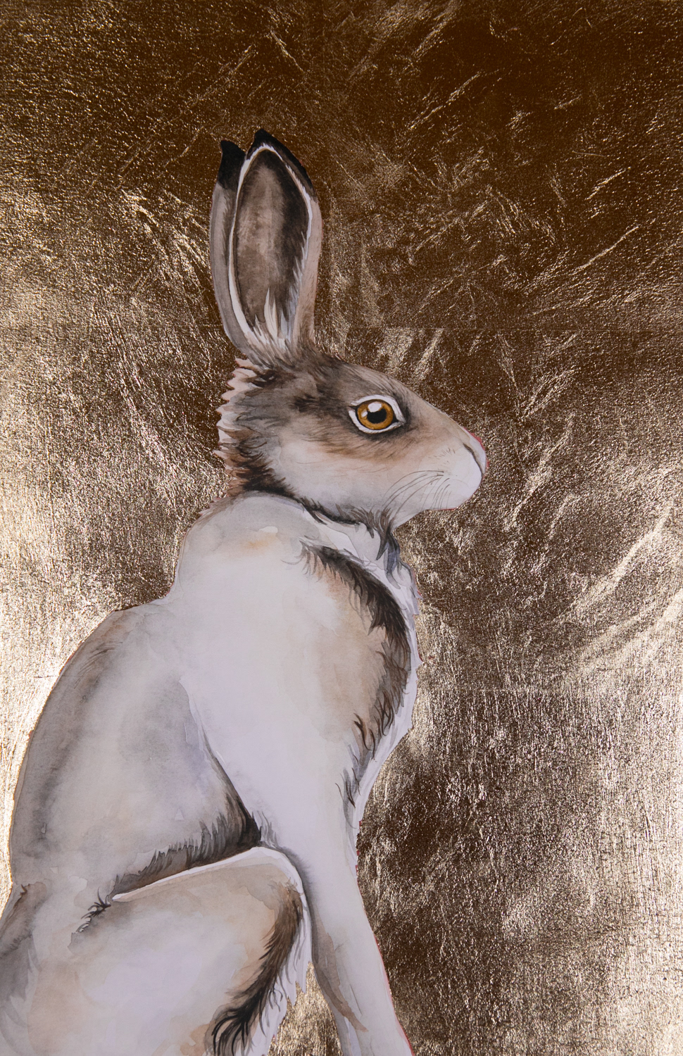Hare study (NFS)